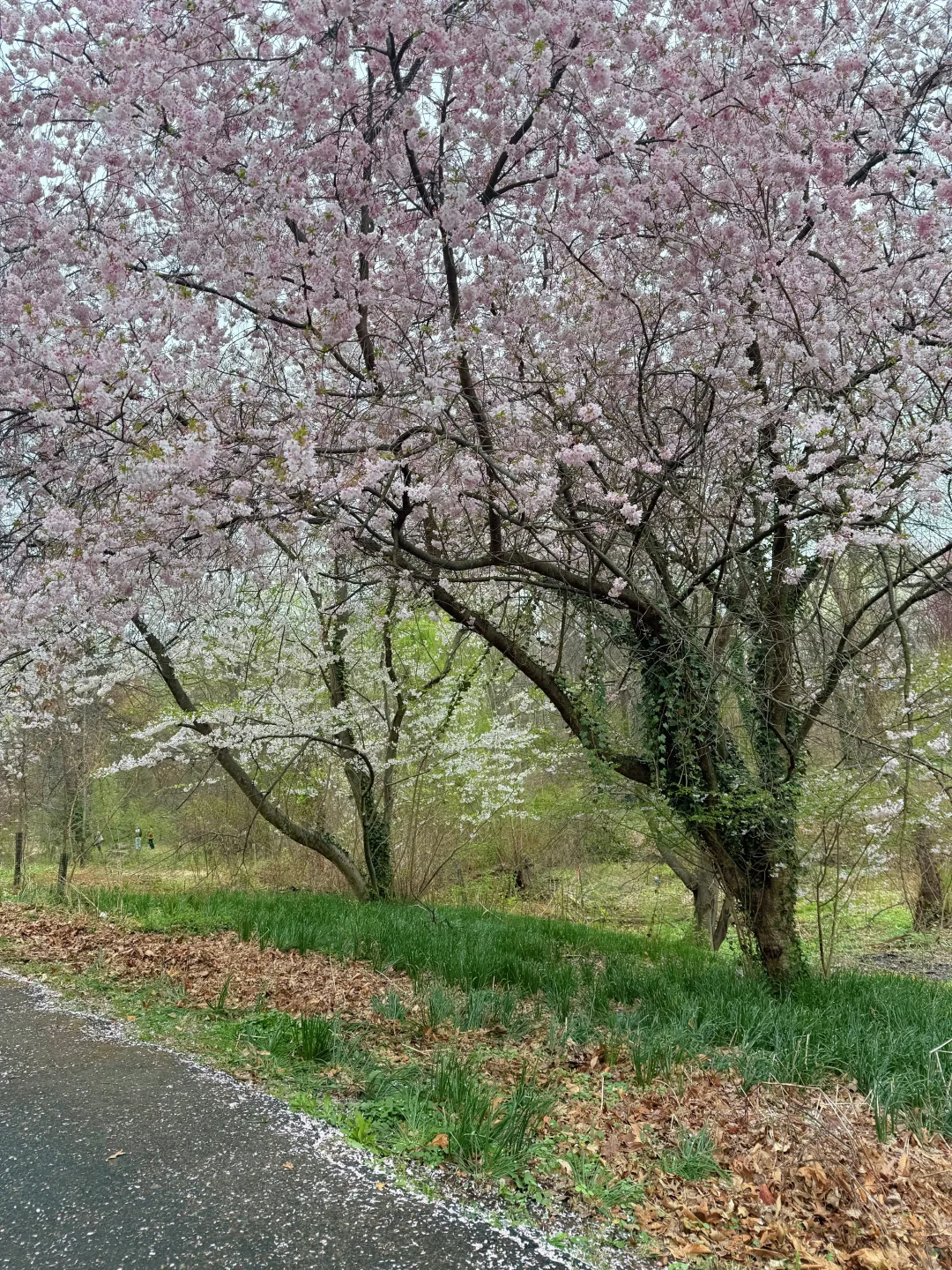 一期一会费城的樱花季🌸