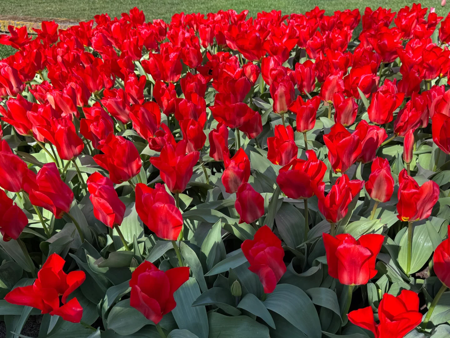 阿姆斯特丹“太子湾”