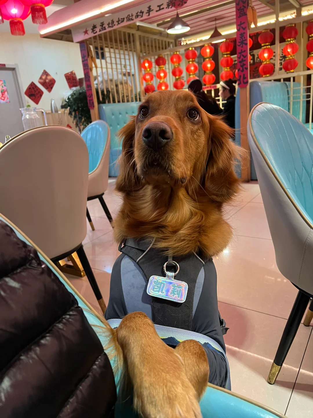 日照宠物友好攻略丨景点•餐厅🐶