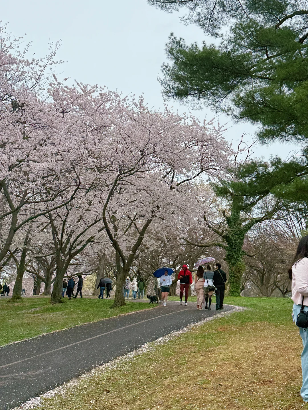 一期一会费城的樱花季🌸
