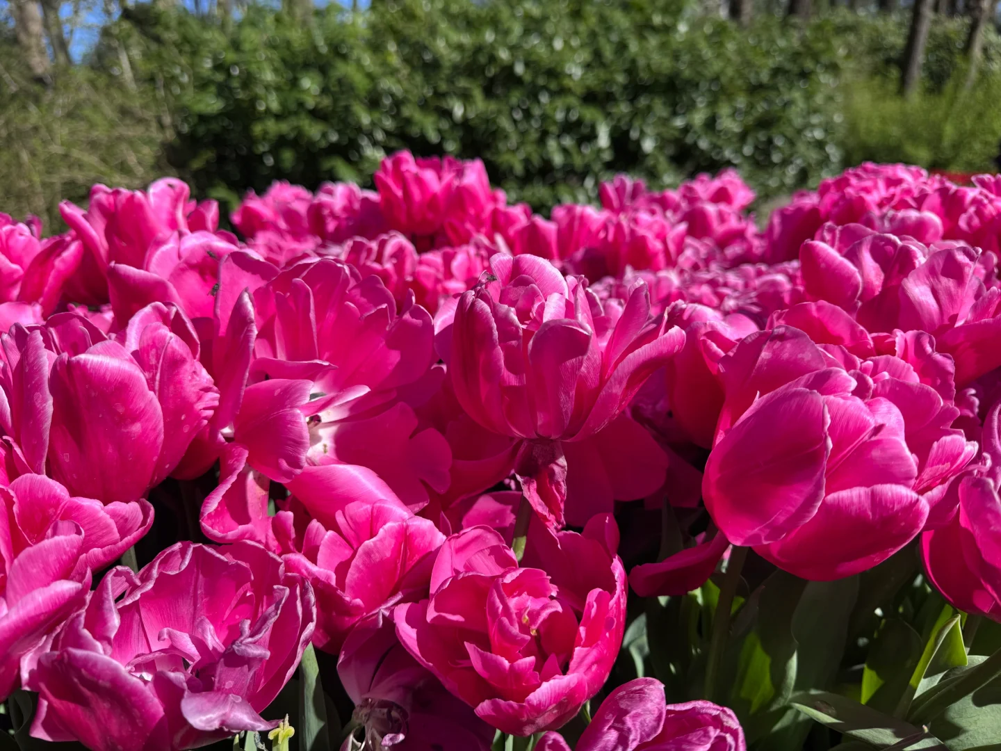 阿姆斯特丹“太子湾”