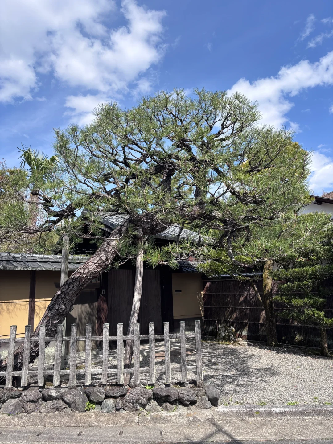 京都旅游攻略看我这篇就够！！！