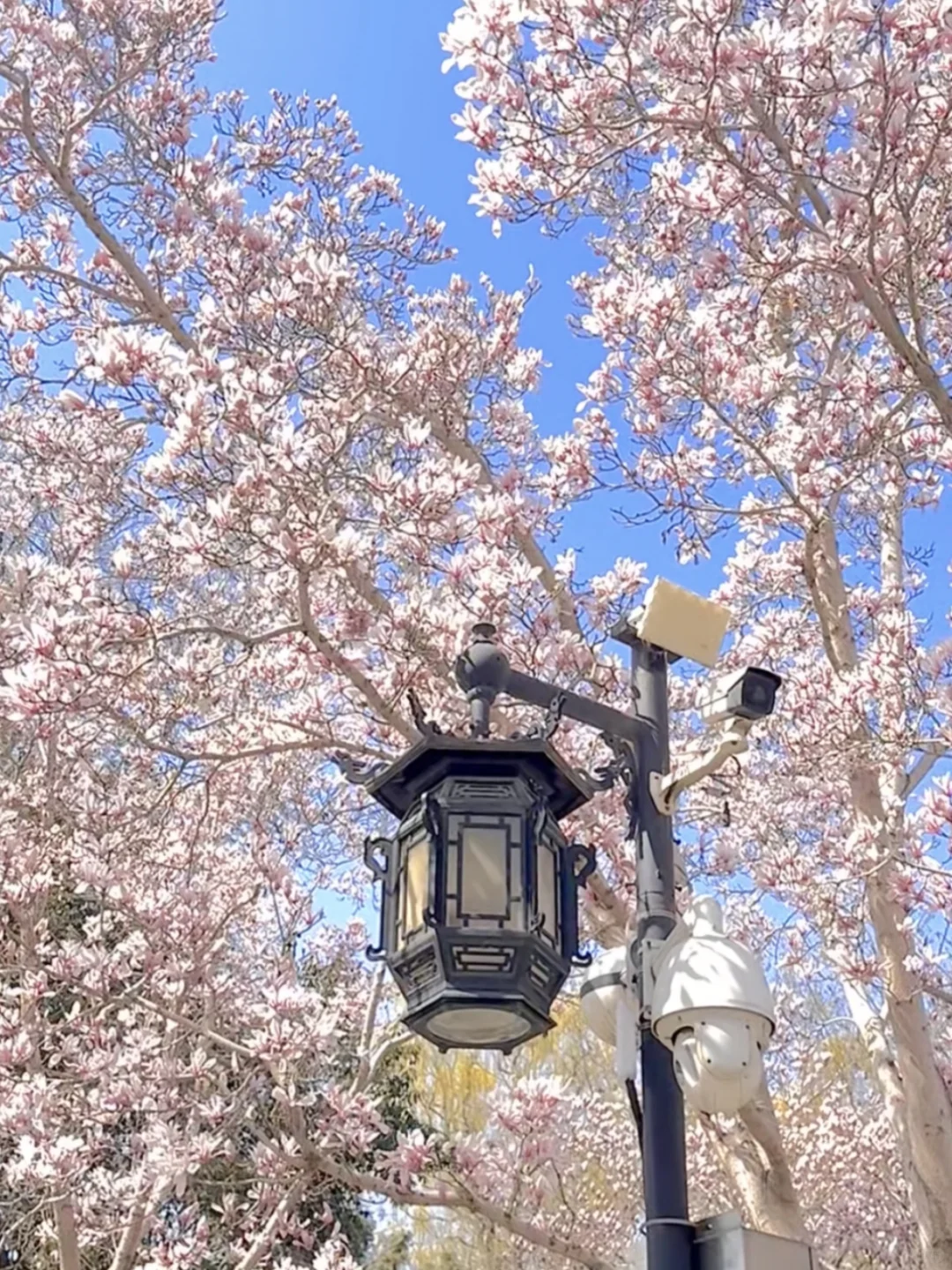 春日济南治愈系旅行攻略｜电影幻城超出片！