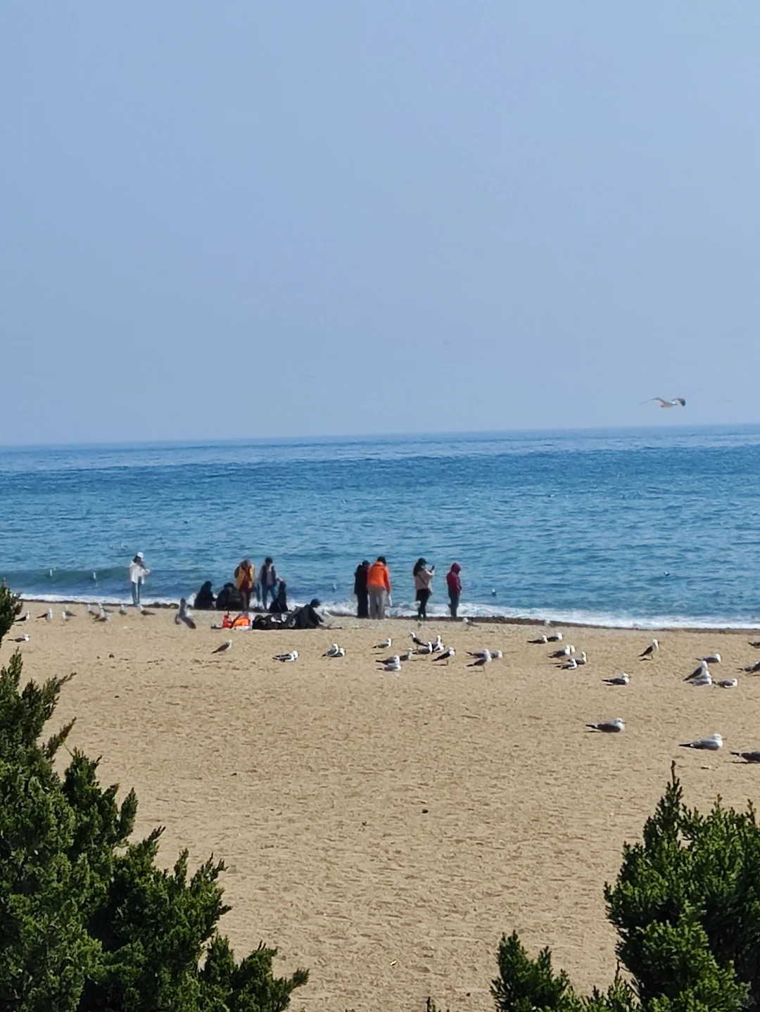 人与海鸥，共享春天的蔚蓝之境