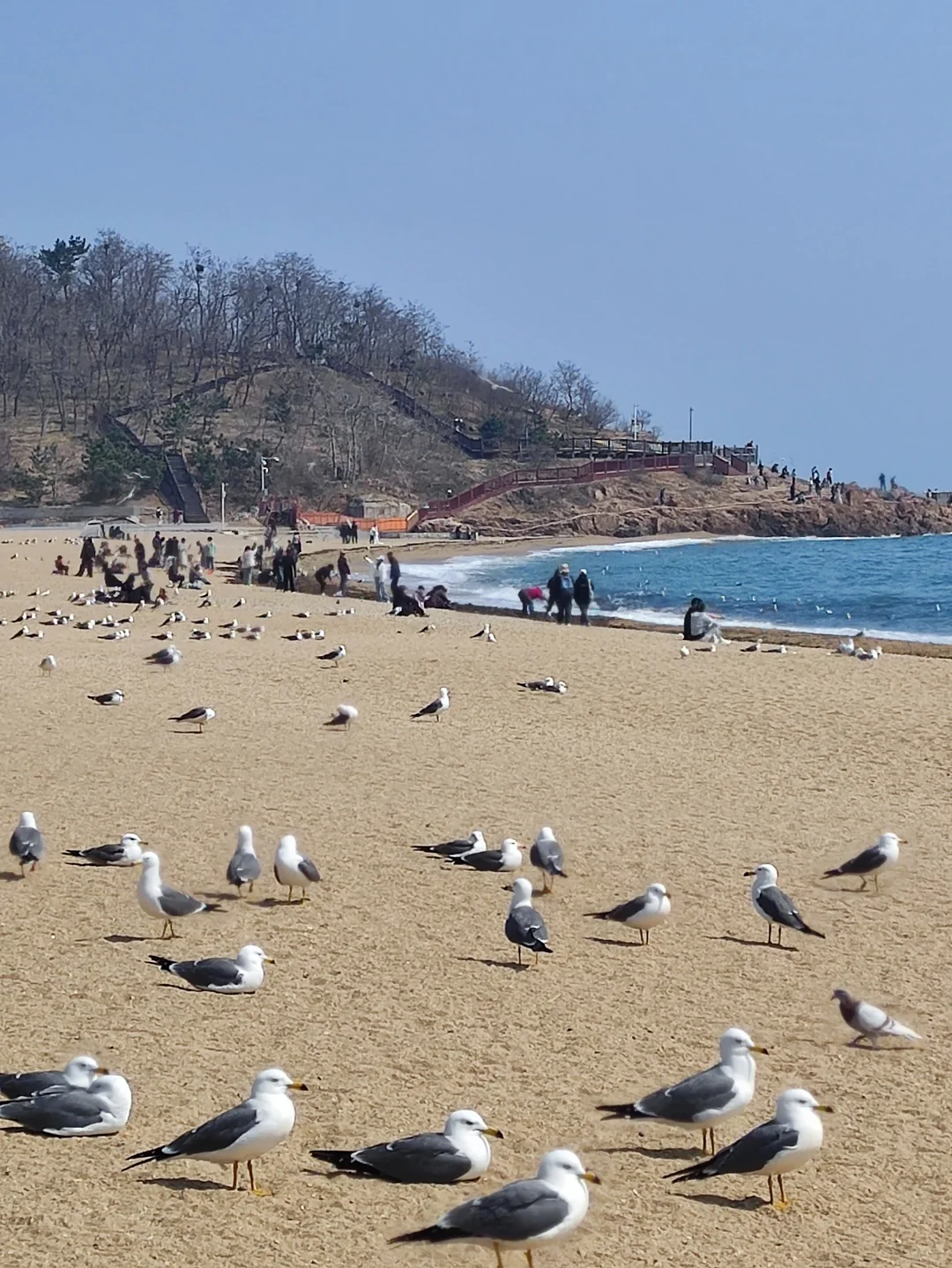 人与海鸥，共享春天的蔚蓝之境