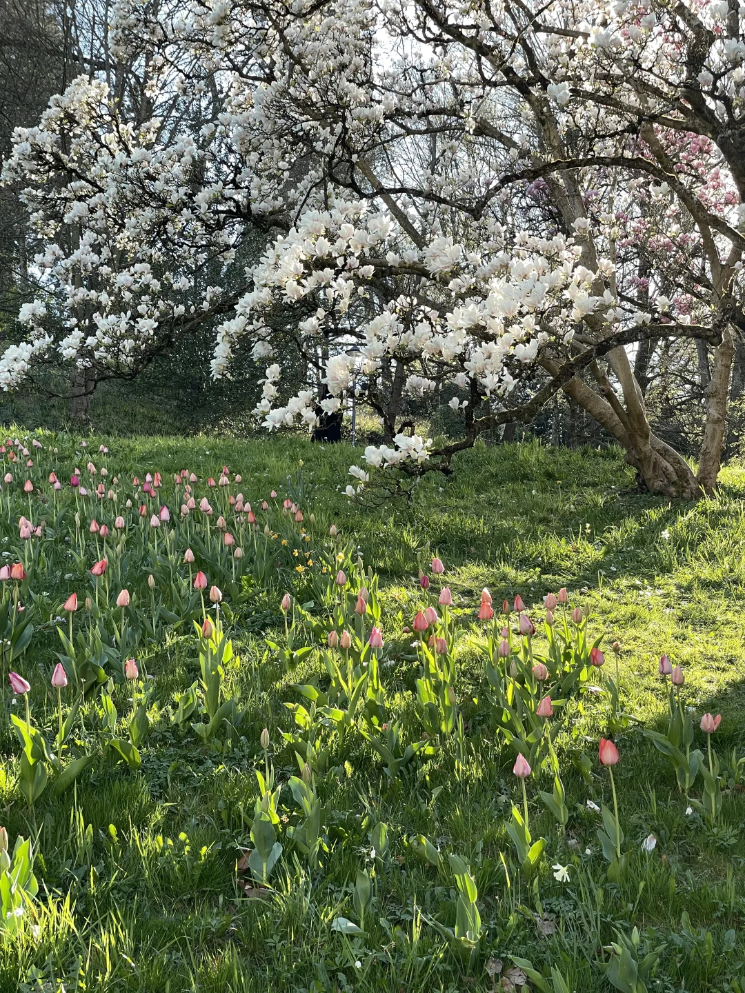 🇩🇪啊！是春天！