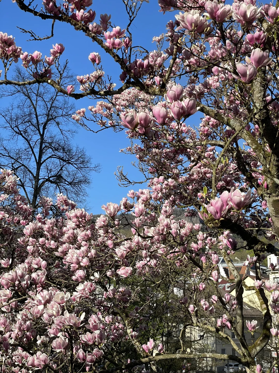 🇩🇪啊！是春天！