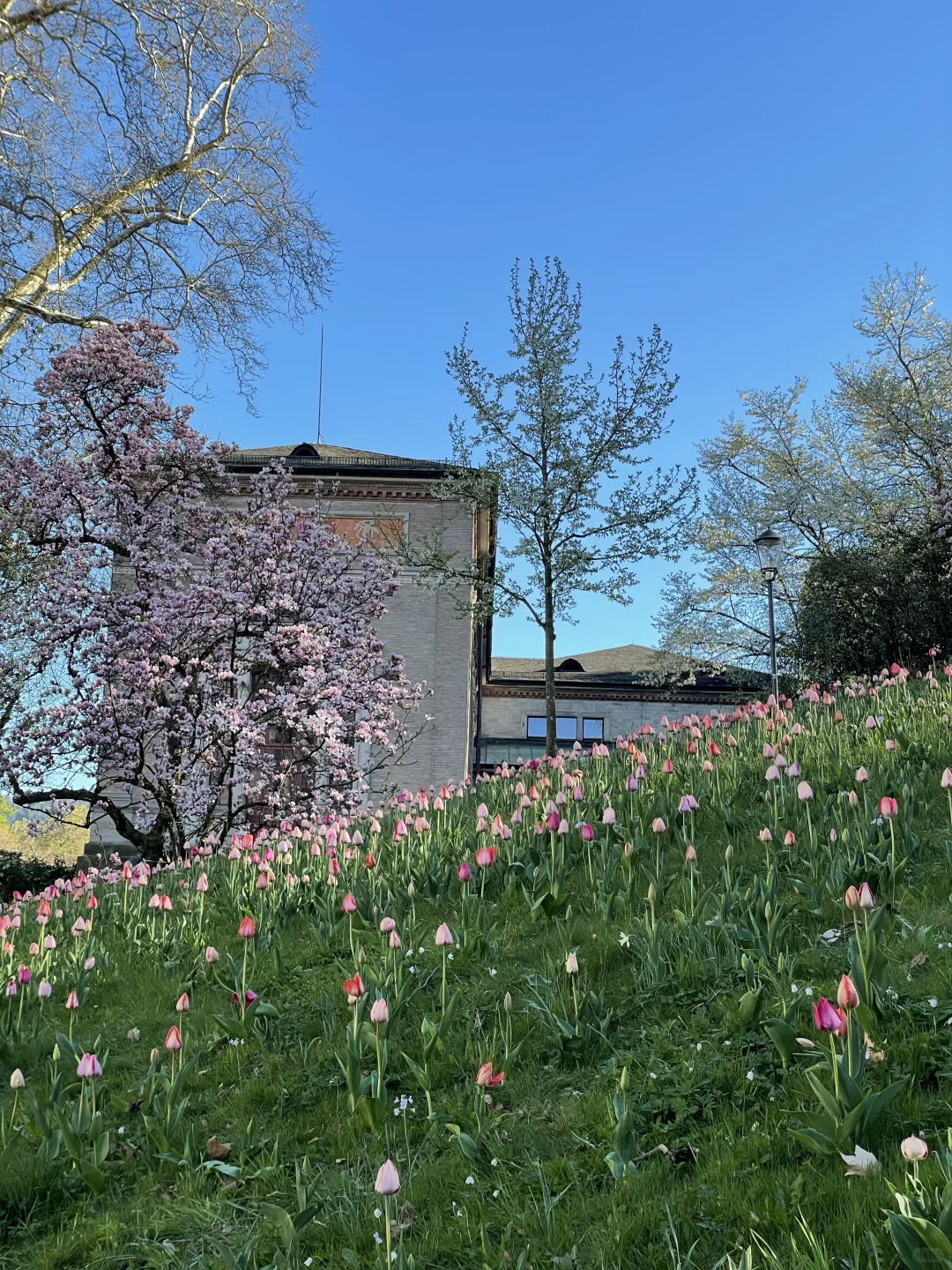 🇩🇪啊！是春天！