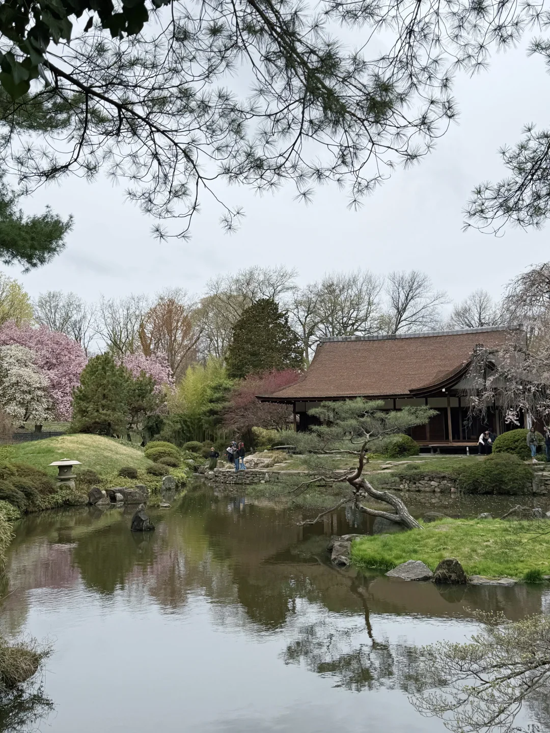 一期一会费城的樱花季🌸