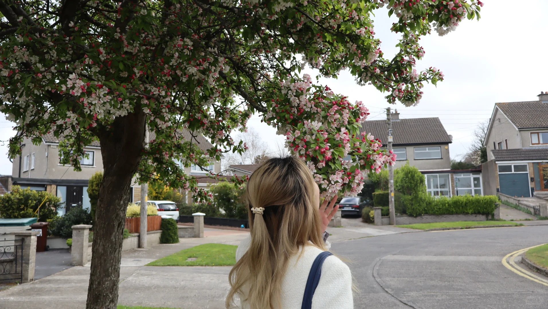 春天🍃古堡🏰花园💐powerscourt历险