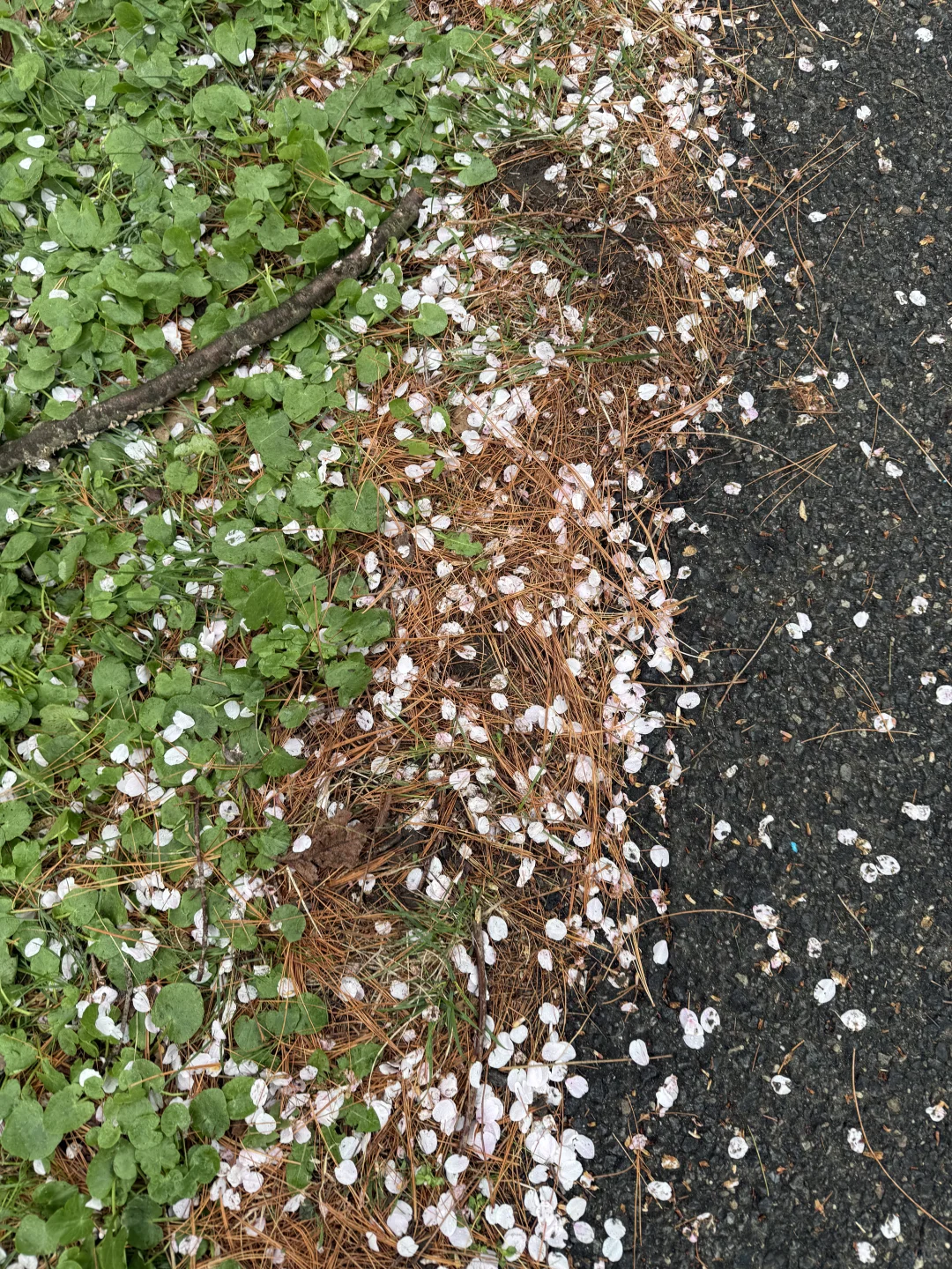 一期一会费城的樱花季🌸