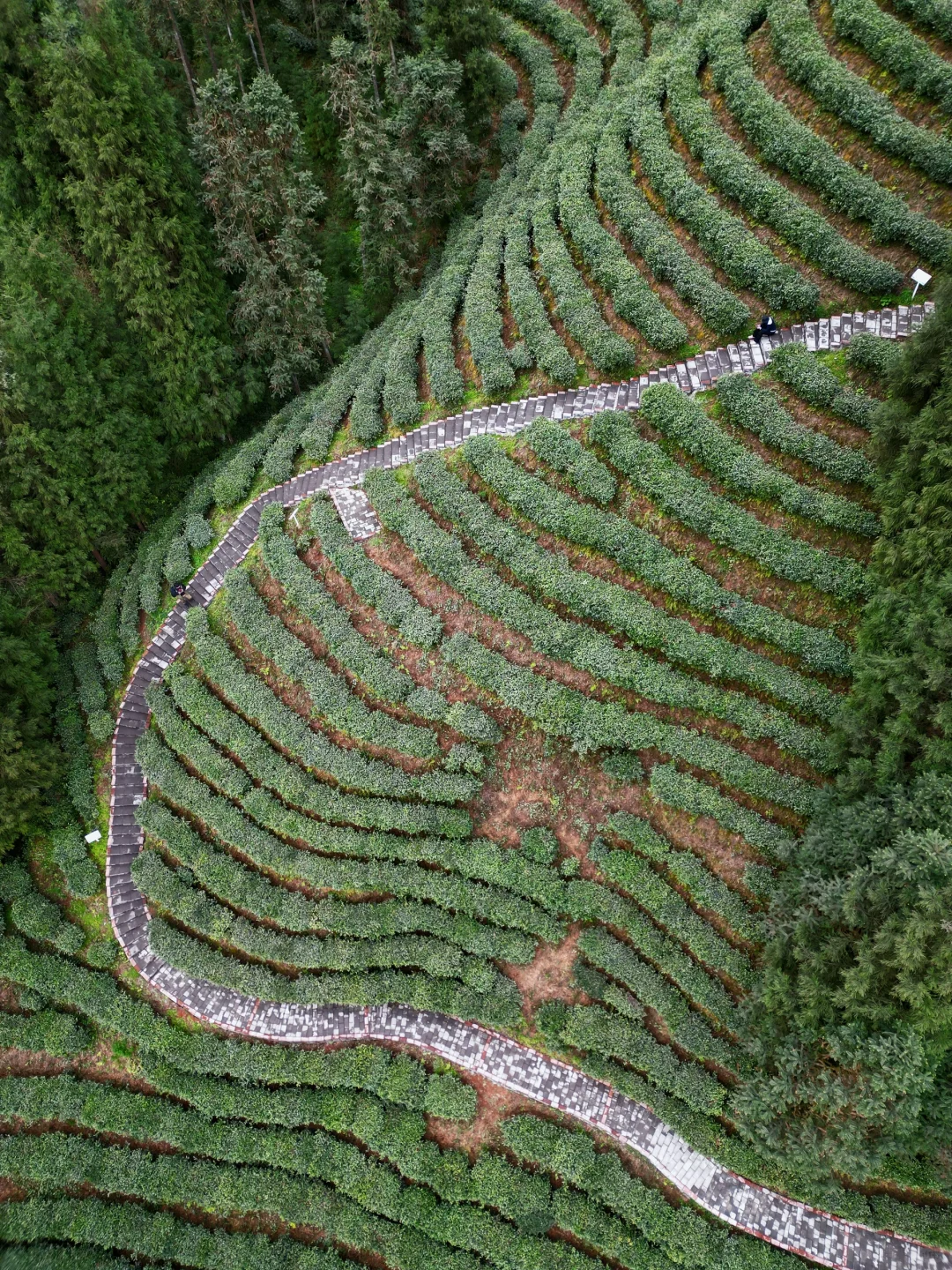 雅女湖免费露营归来❗️复兴村茶山徒步真舒服
