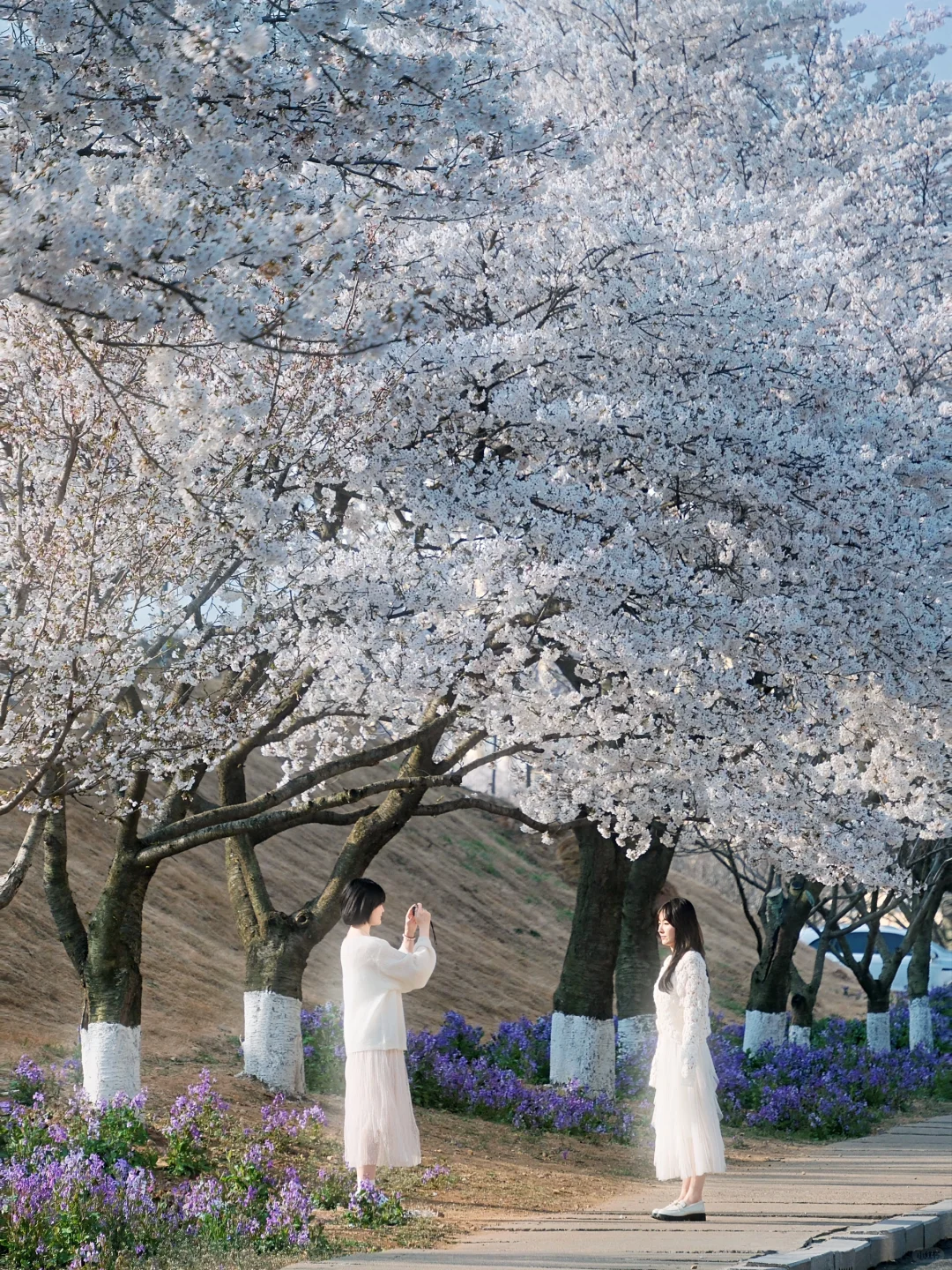 青岛 | 清晨无人的樱花大道才是人间理想🌸