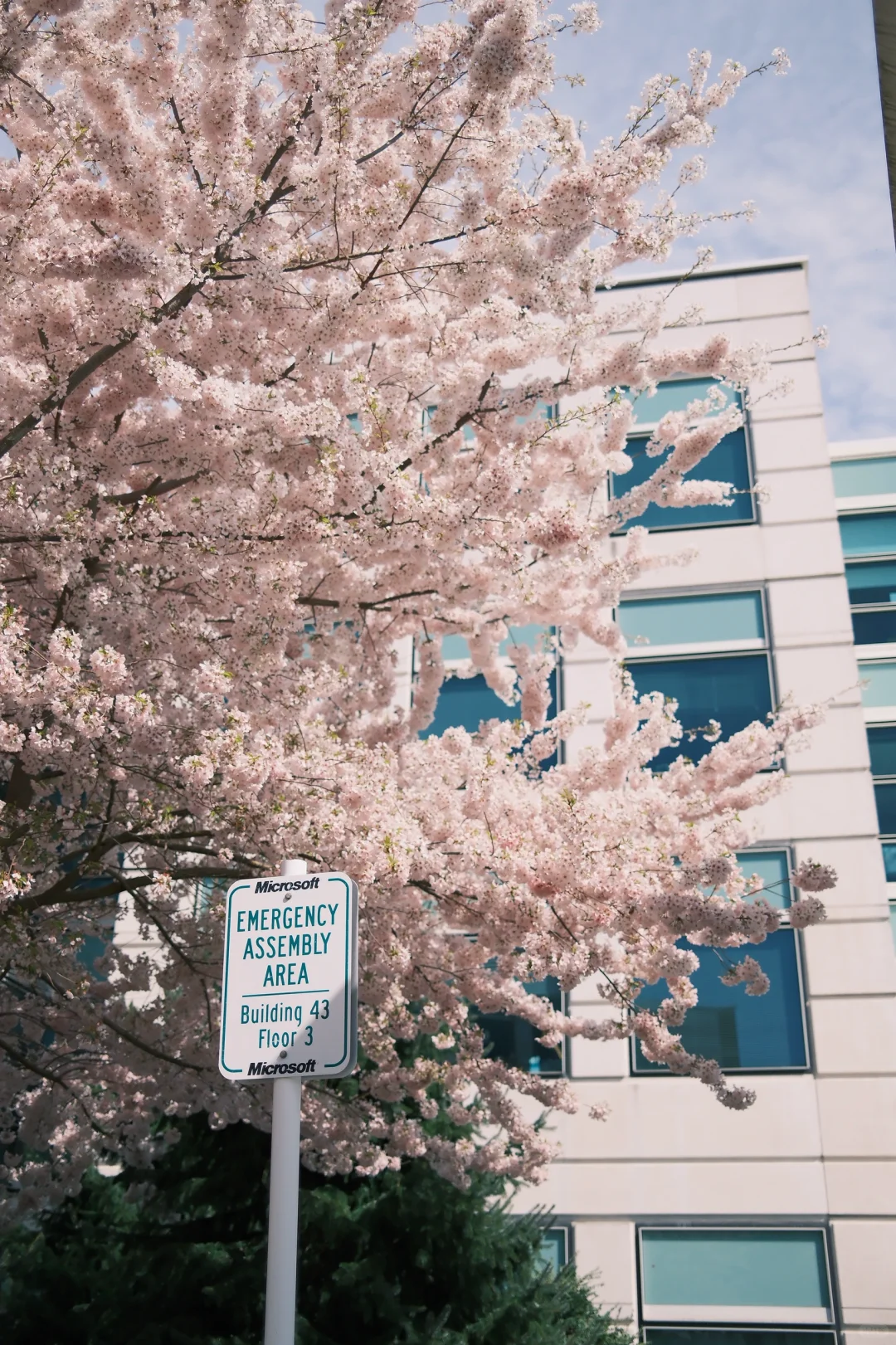 晴天儿的西雅图还是赏心悦目的