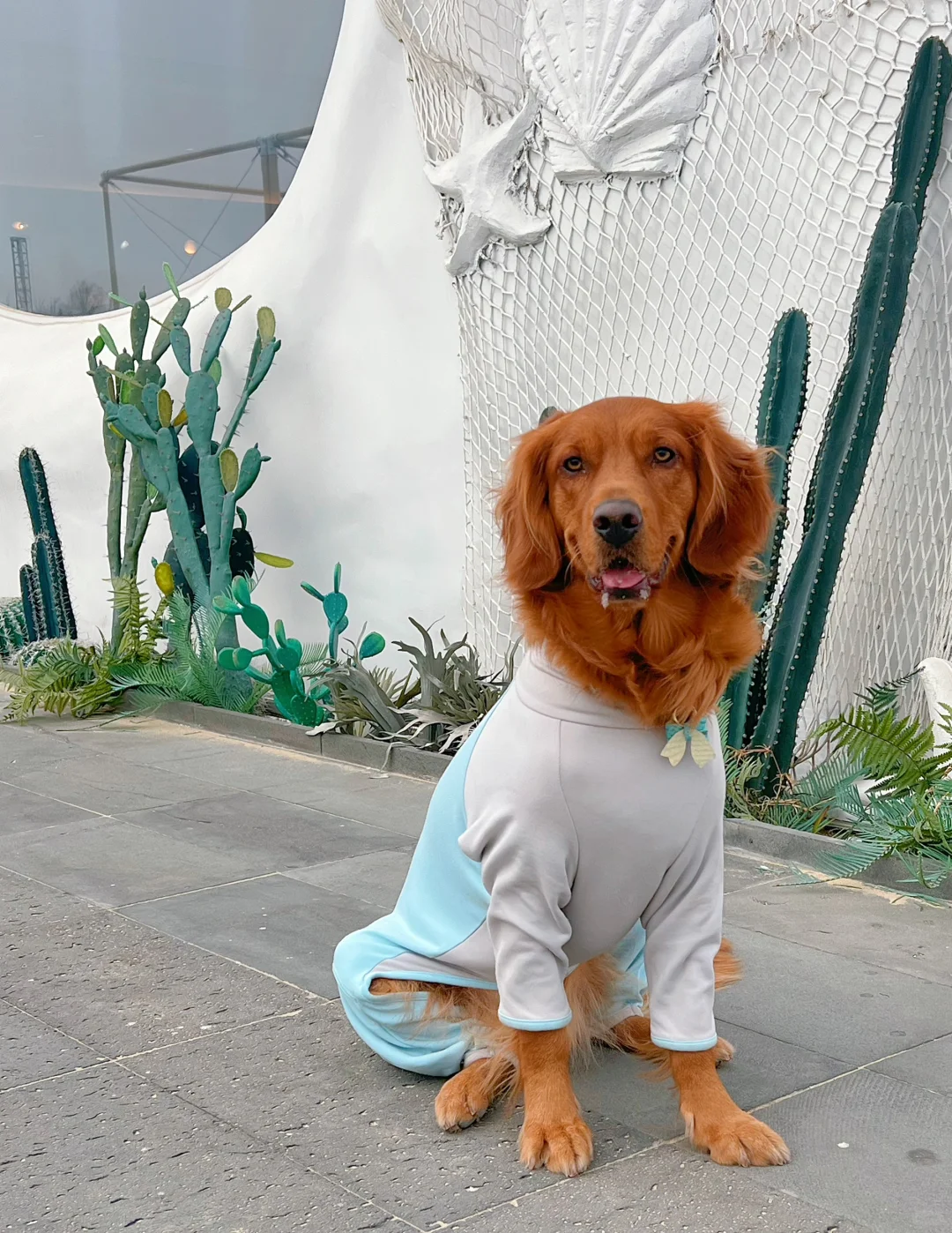 日照宠物友好攻略丨景点•餐厅🐶