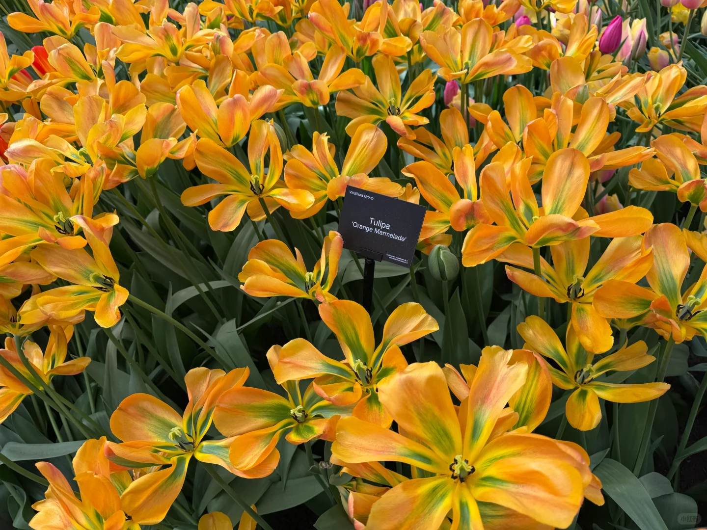 阿姆斯特丹“太子湾”