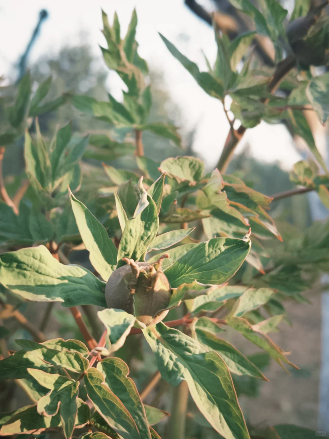 📍邯郸峰峰｜踏春之旅从这里开始吧～
