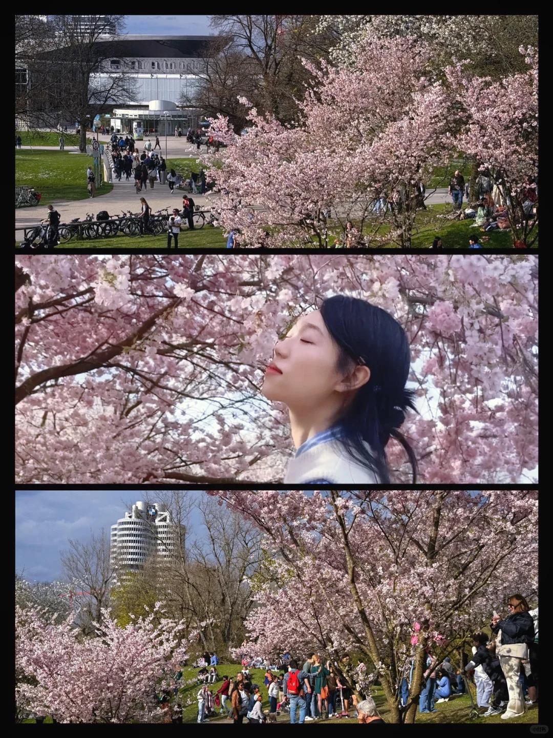 慕尼黑|在樱花树下 世界是季节限定的粉色