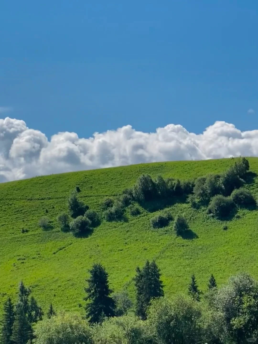 实话难听📍但4-5月来内蒙古的都是大冤种