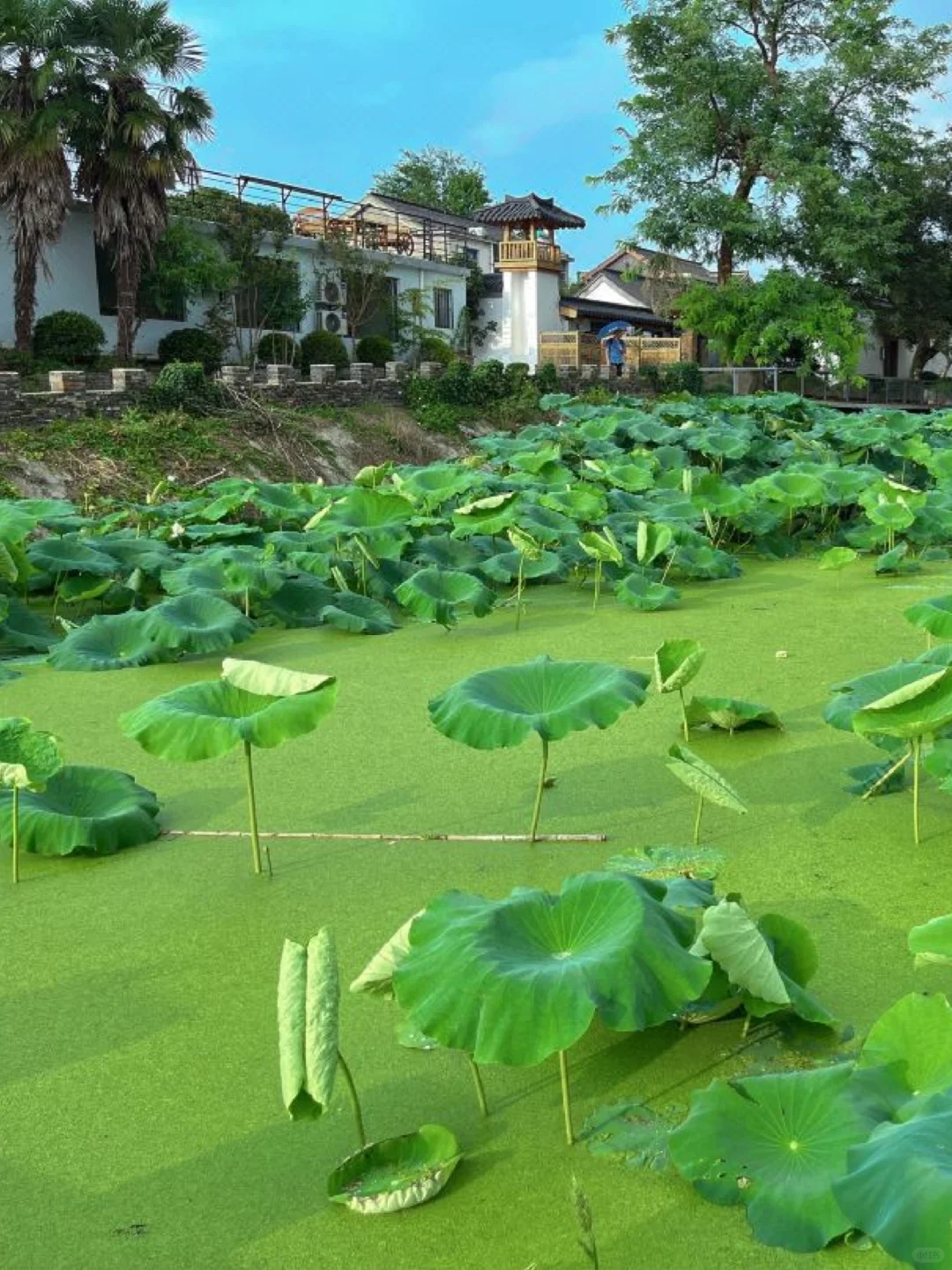 来扬州住我家吧！128俩人😭就在瘦西湖