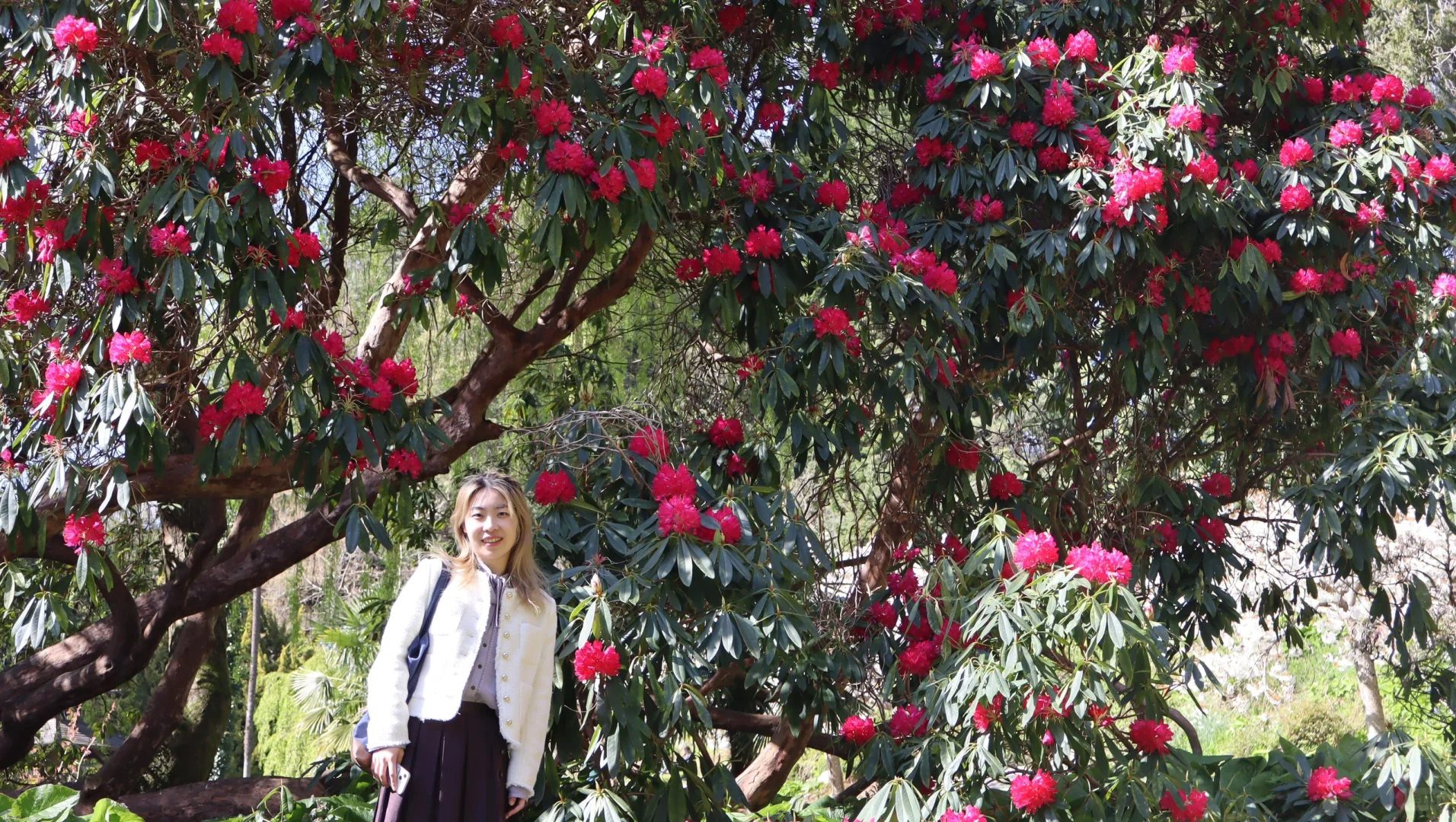 春天🍃古堡🏰花园💐powerscourt历险