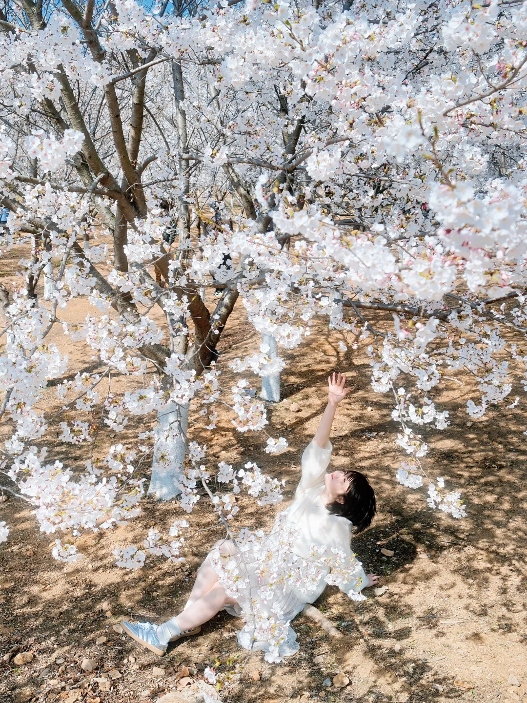 青岛 | 清晨无人的樱花大道才是人间理想🌸