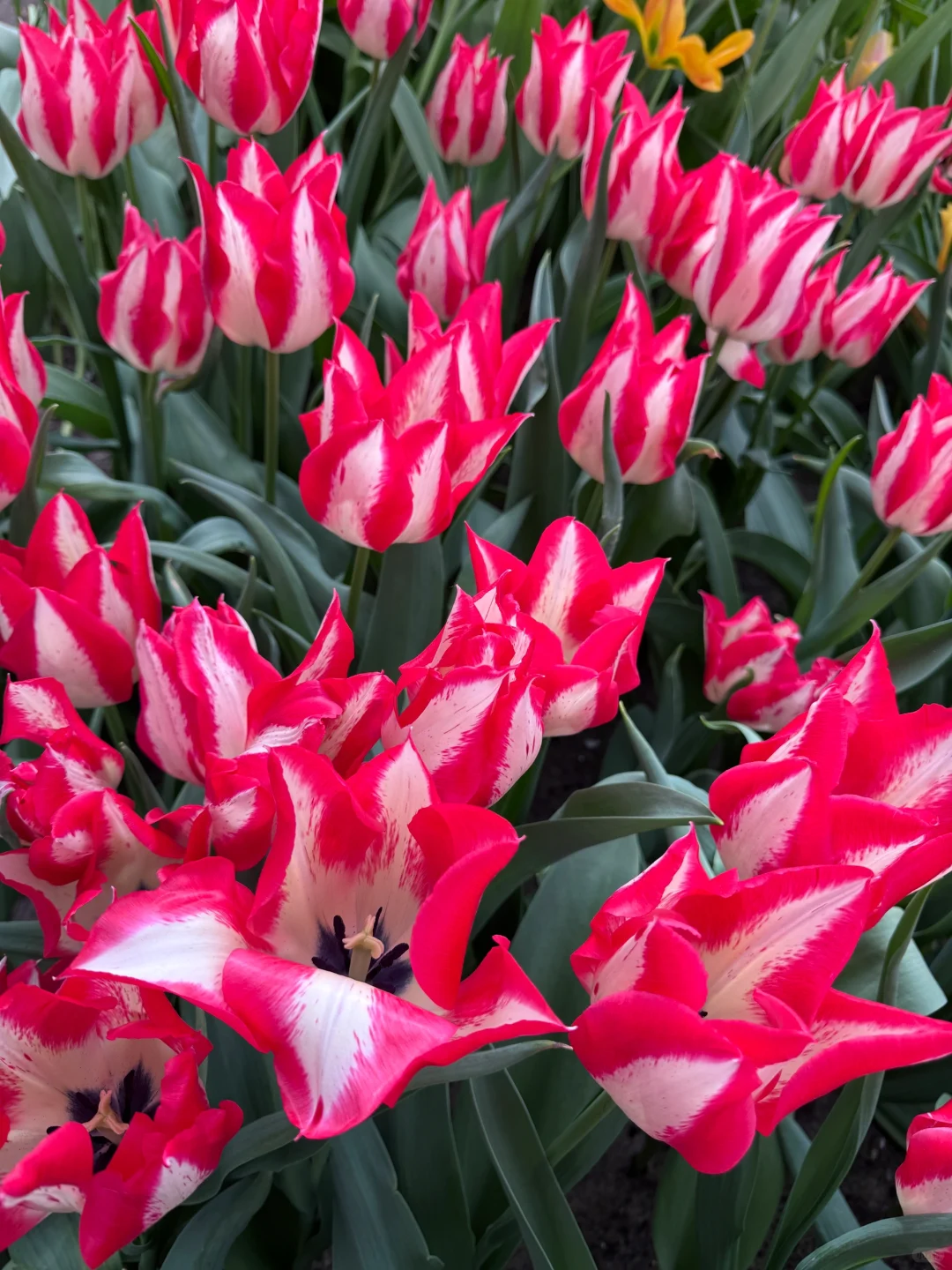 阿姆斯特丹“太子湾”