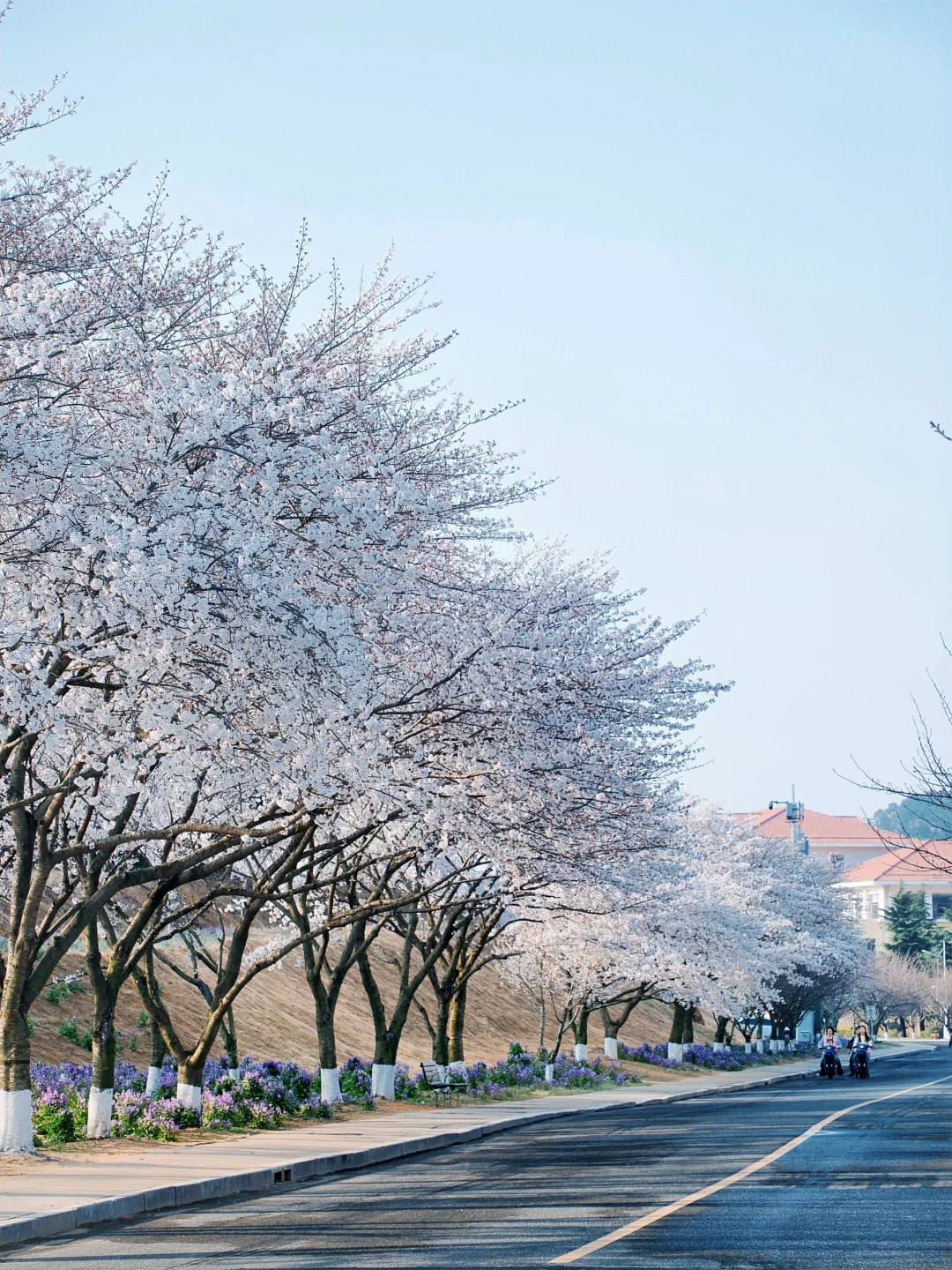 青岛 | 清晨无人的樱花大道才是人间理想🌸
