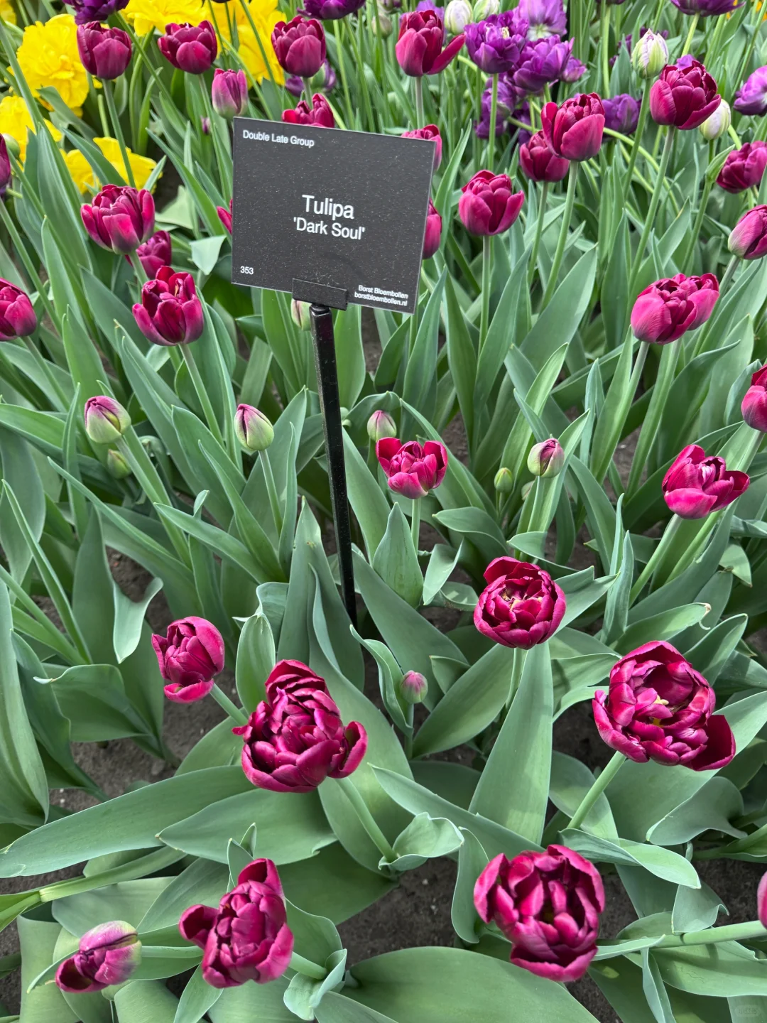 阿姆斯特丹“太子湾”