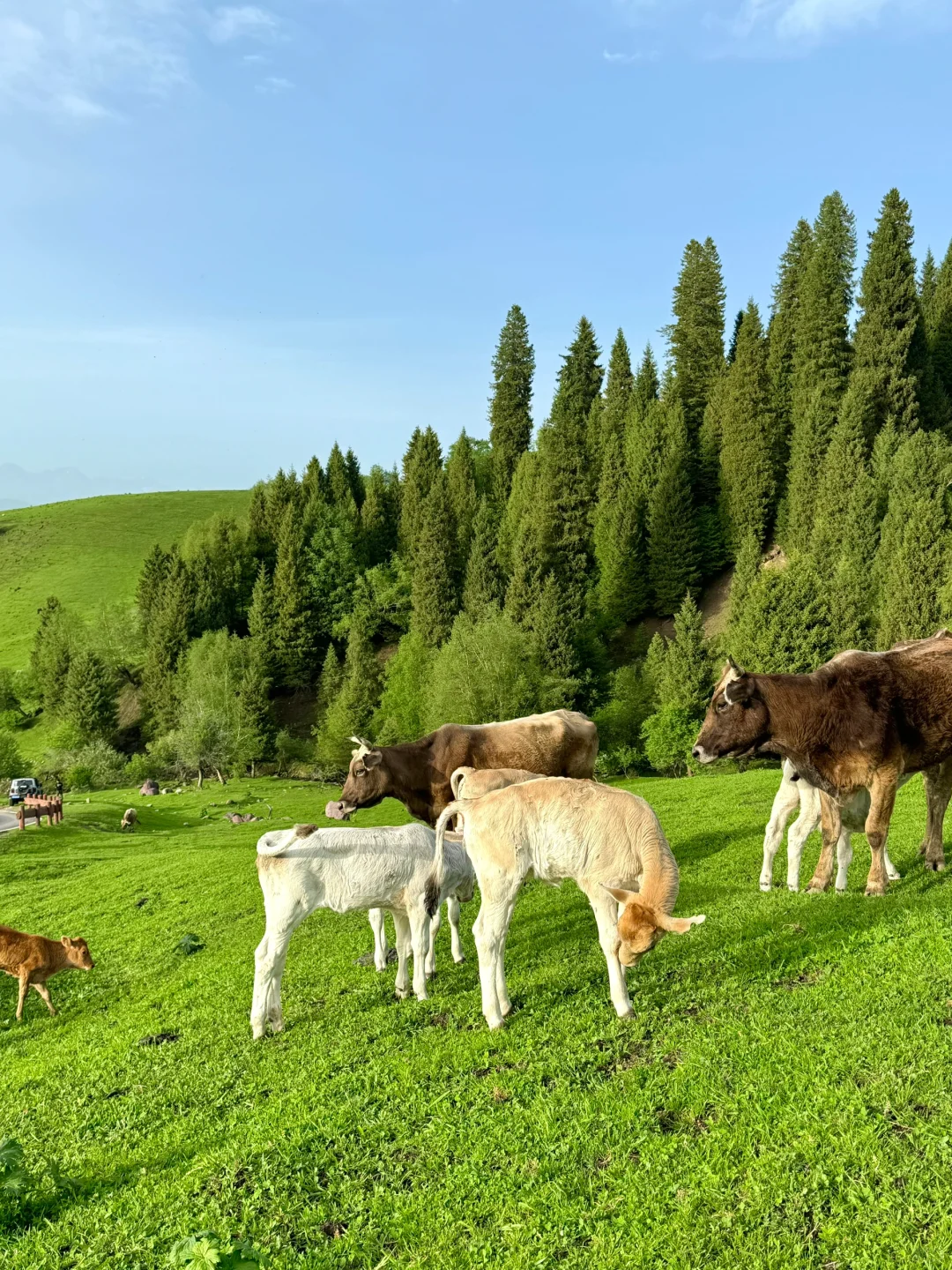 新疆的五月!!!人生真的是旷野啊!(live)