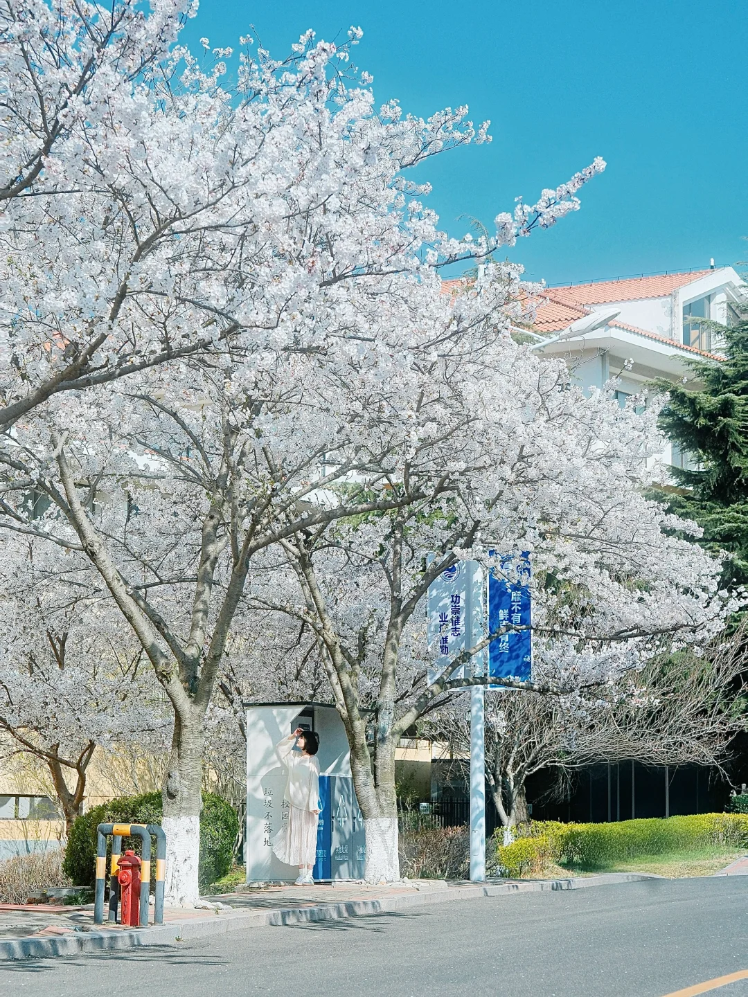 青岛 | 清晨无人的樱花大道才是人间理想🌸