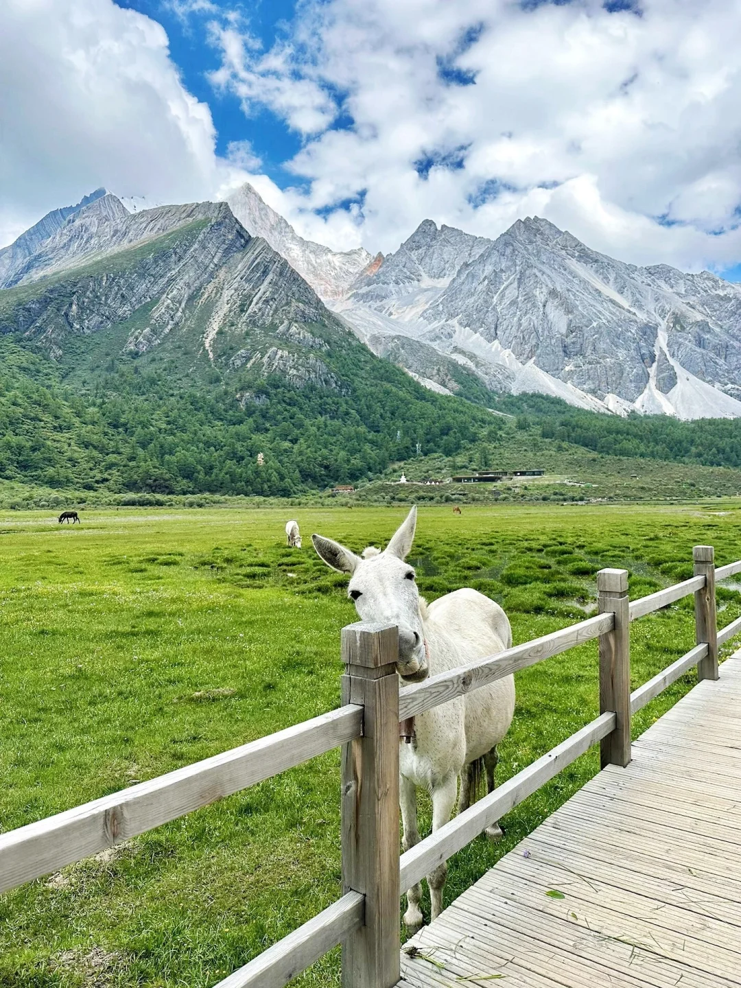 五一川西反向旅游‼️值得去🆚不值得去！