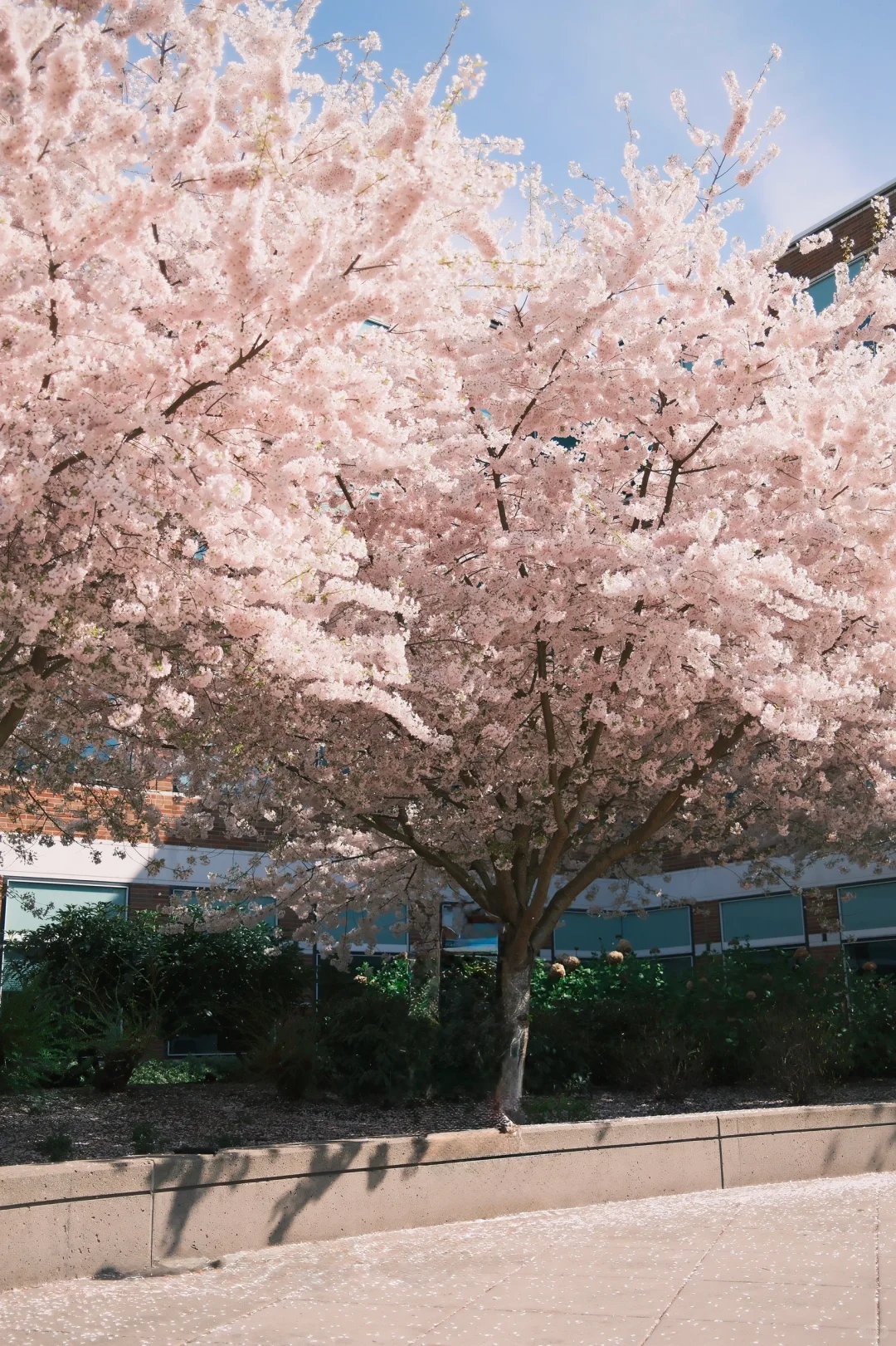 晴天儿的西雅图还是赏心悦目的