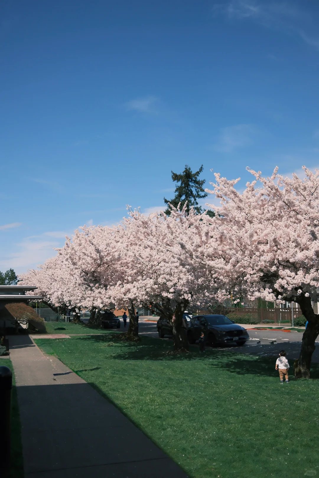 晴天儿的西雅图还是赏心悦目的