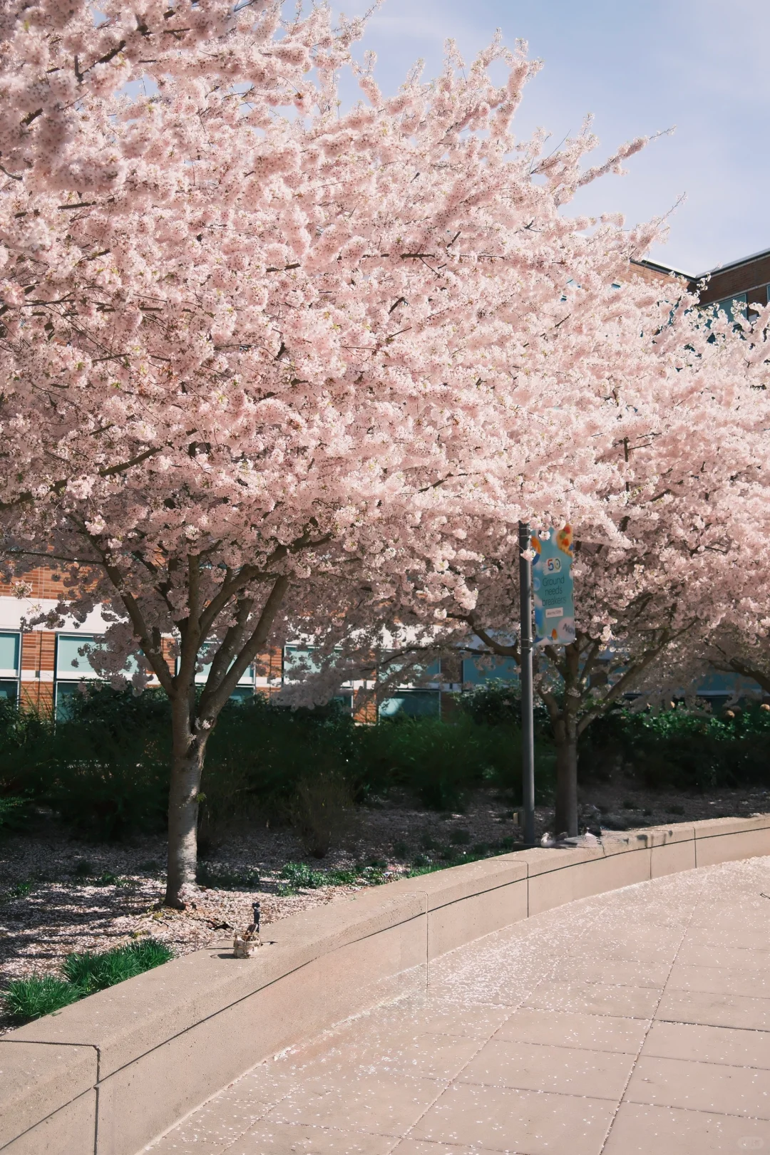 晴天儿的西雅图还是赏心悦目的