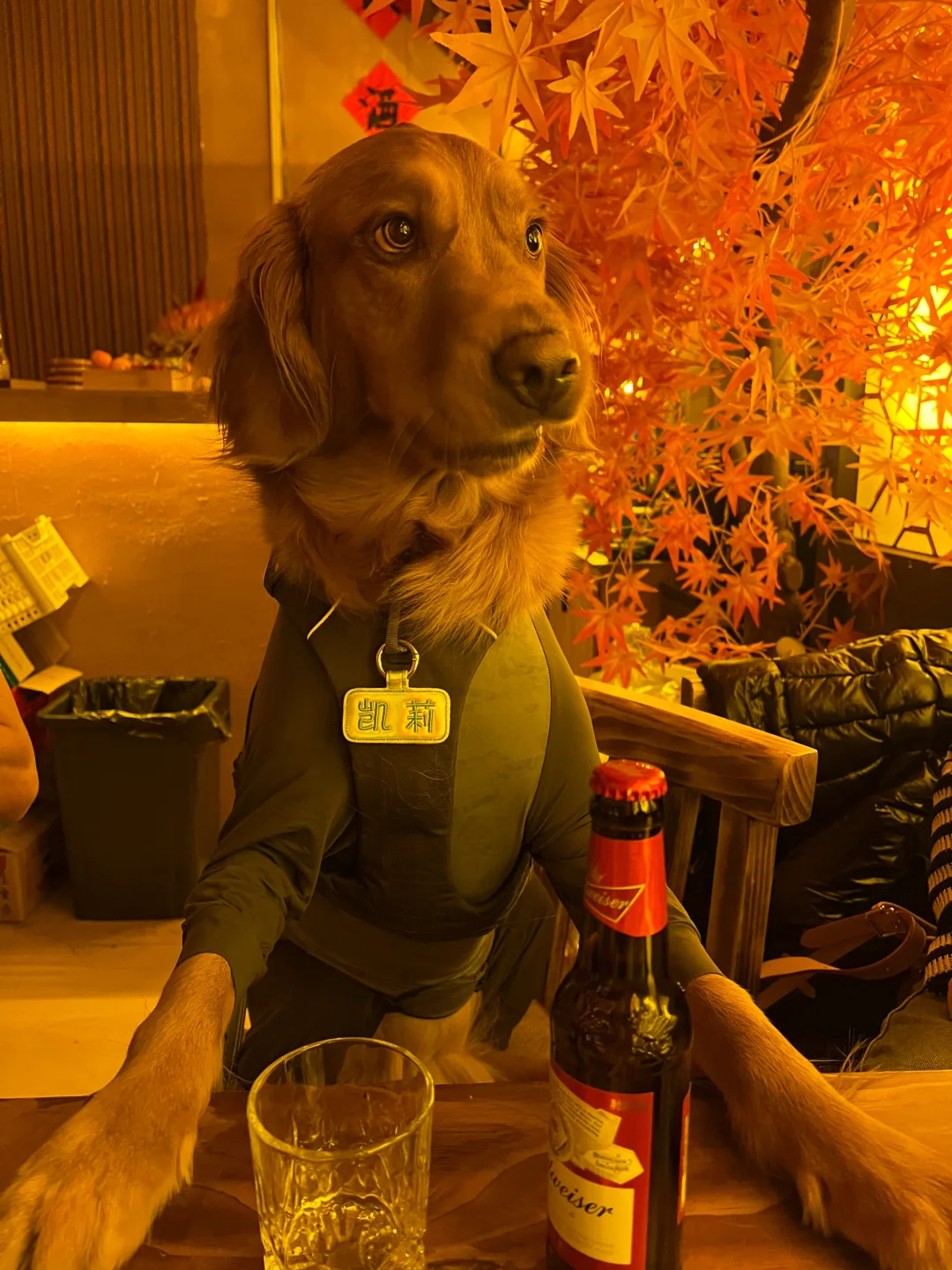 日照宠物友好攻略丨景点•餐厅🐶