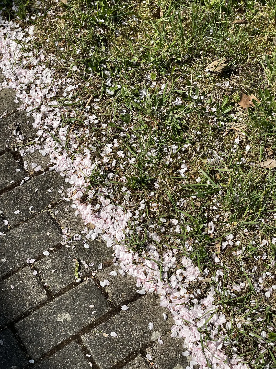 🇩🇪啊！是春天！