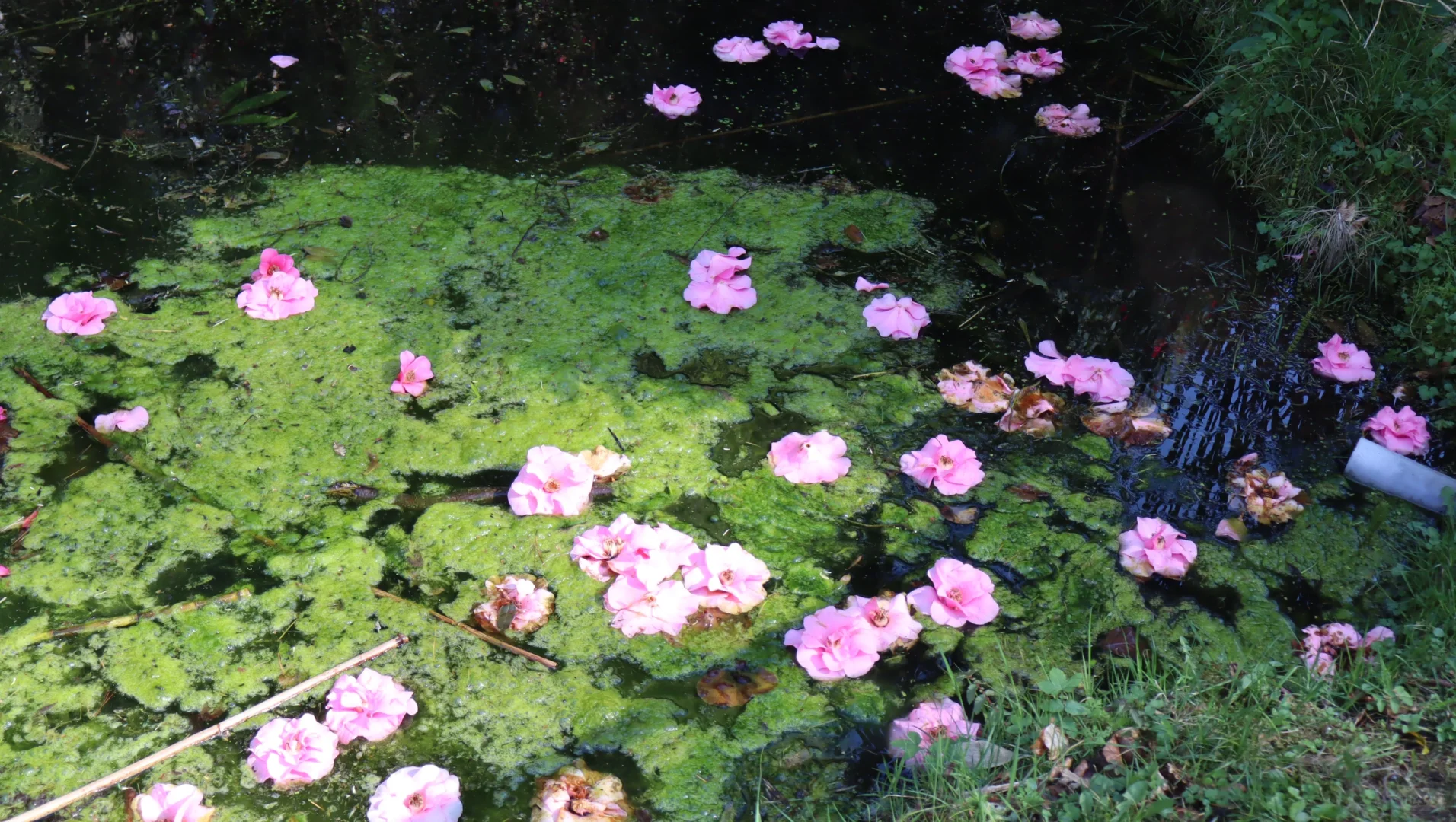 春天🍃古堡🏰花园💐powerscourt历险