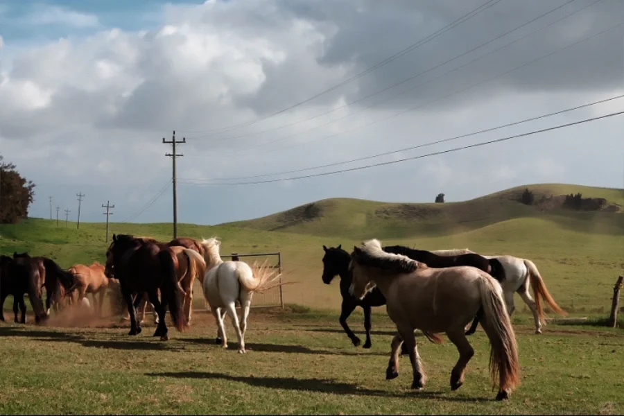 牛马拥有旷野，社畜才在缰绳中行走