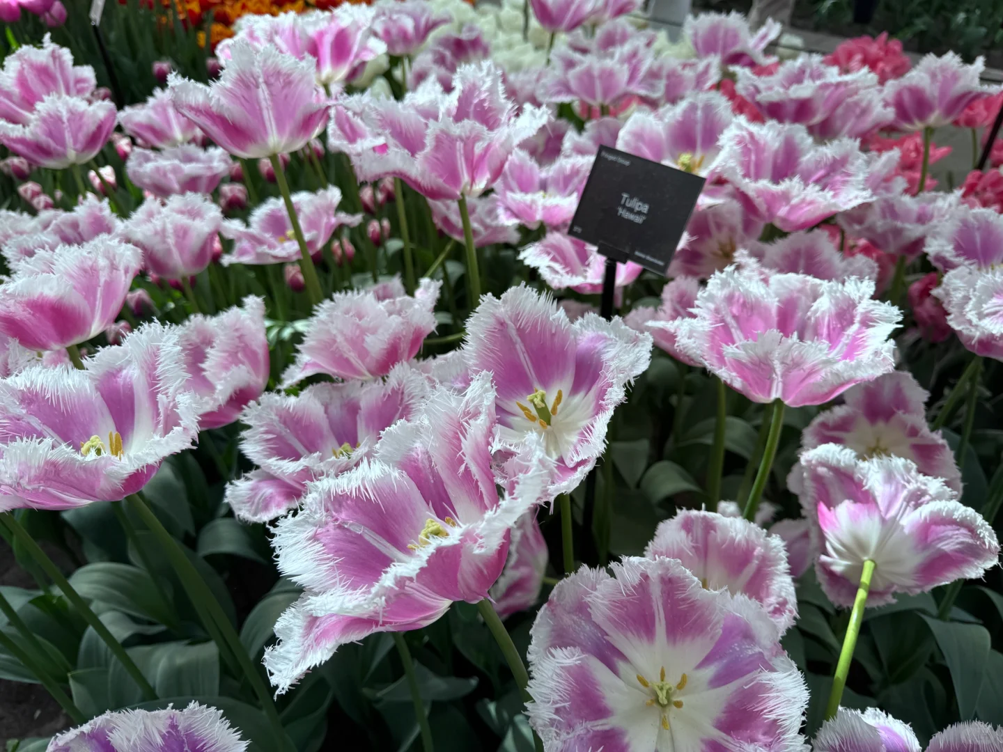 阿姆斯特丹“太子湾”