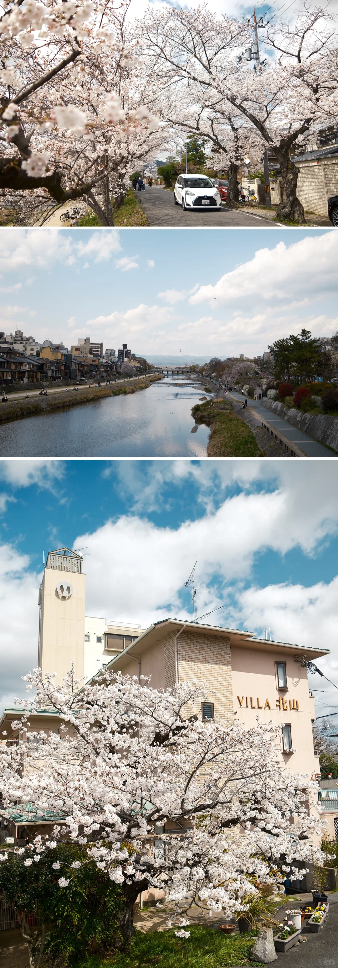 京都樱花