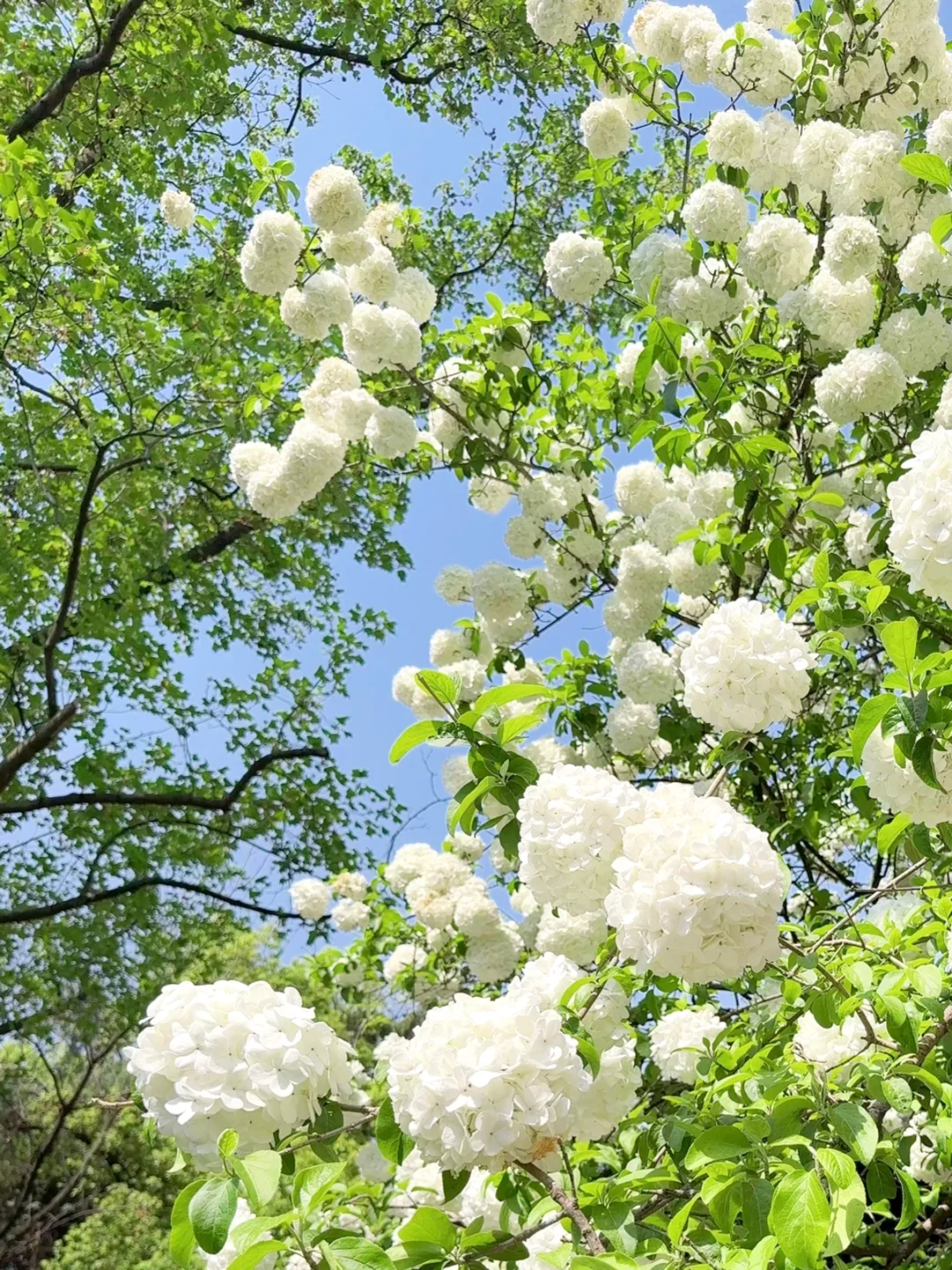 我悟了！反向旅行才是人少的真谛