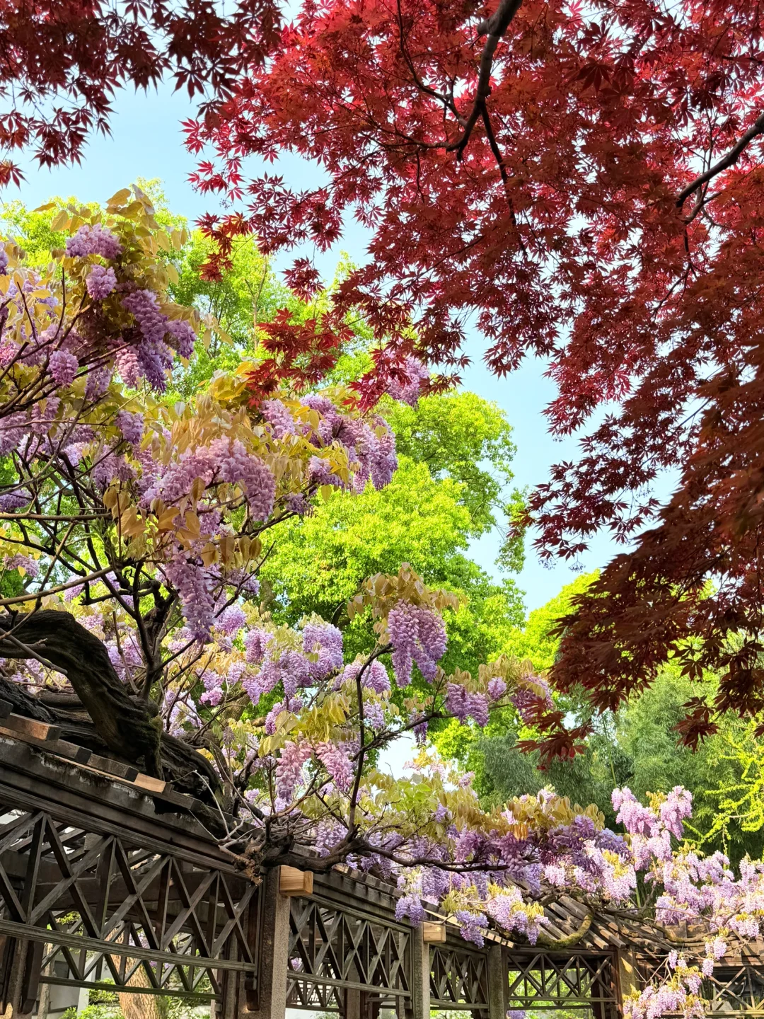 4.6live实拍|这就是老祖宗的浪漫💜一景四季