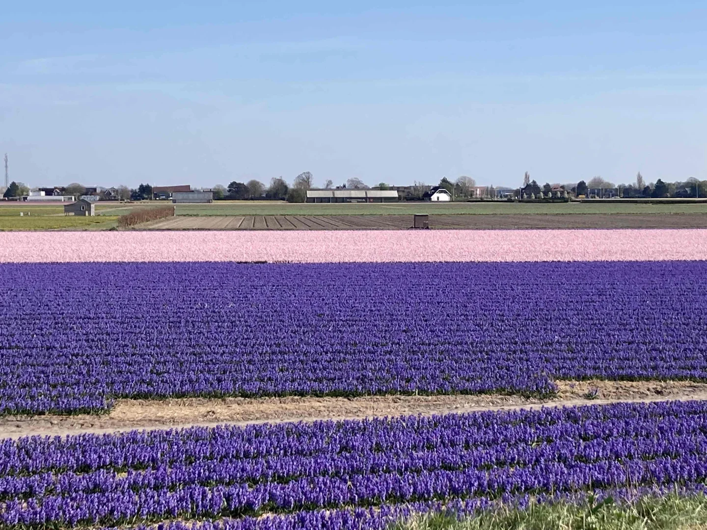 🇳🇱库肯霍夫周边（花田＆海边）