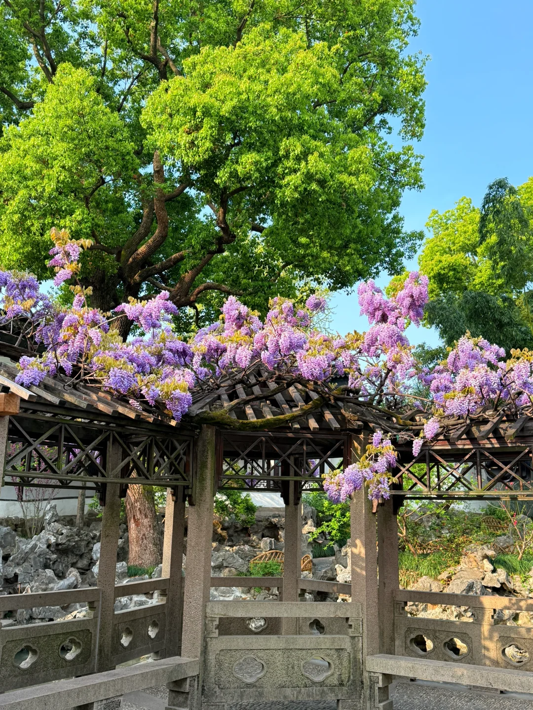 4.6live实拍|这就是老祖宗的浪漫💜一景四季