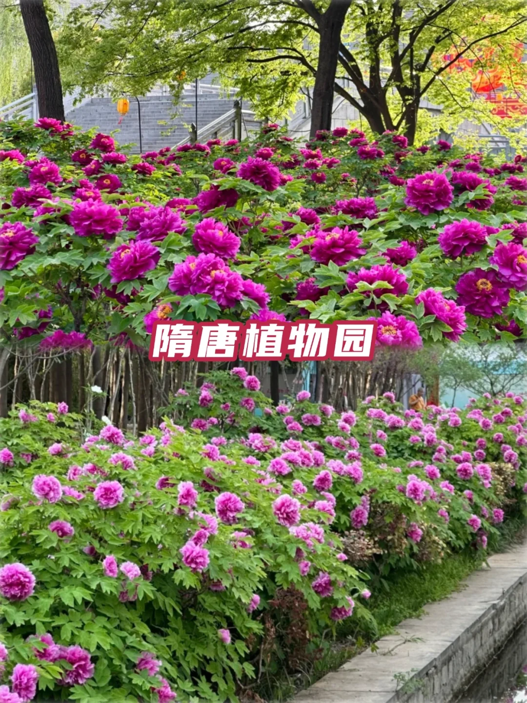 2025河南牡丹赏花攻略✅花期+隐藏玩法