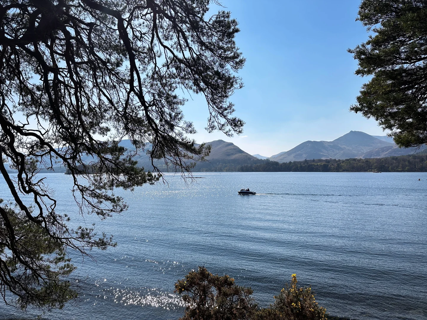 🍀_🍀.今天是绿草皮成精