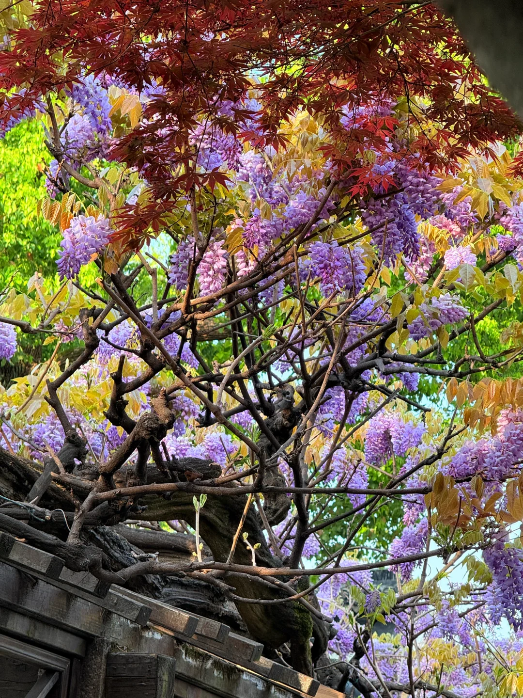 4.6live实拍|这就是老祖宗的浪漫💜一景四季