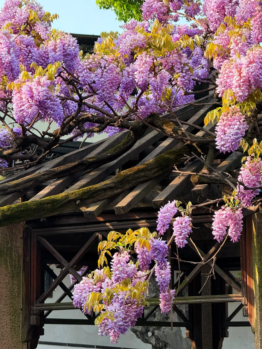 4.6live实拍|这就是老祖宗的浪漫💜一景四季