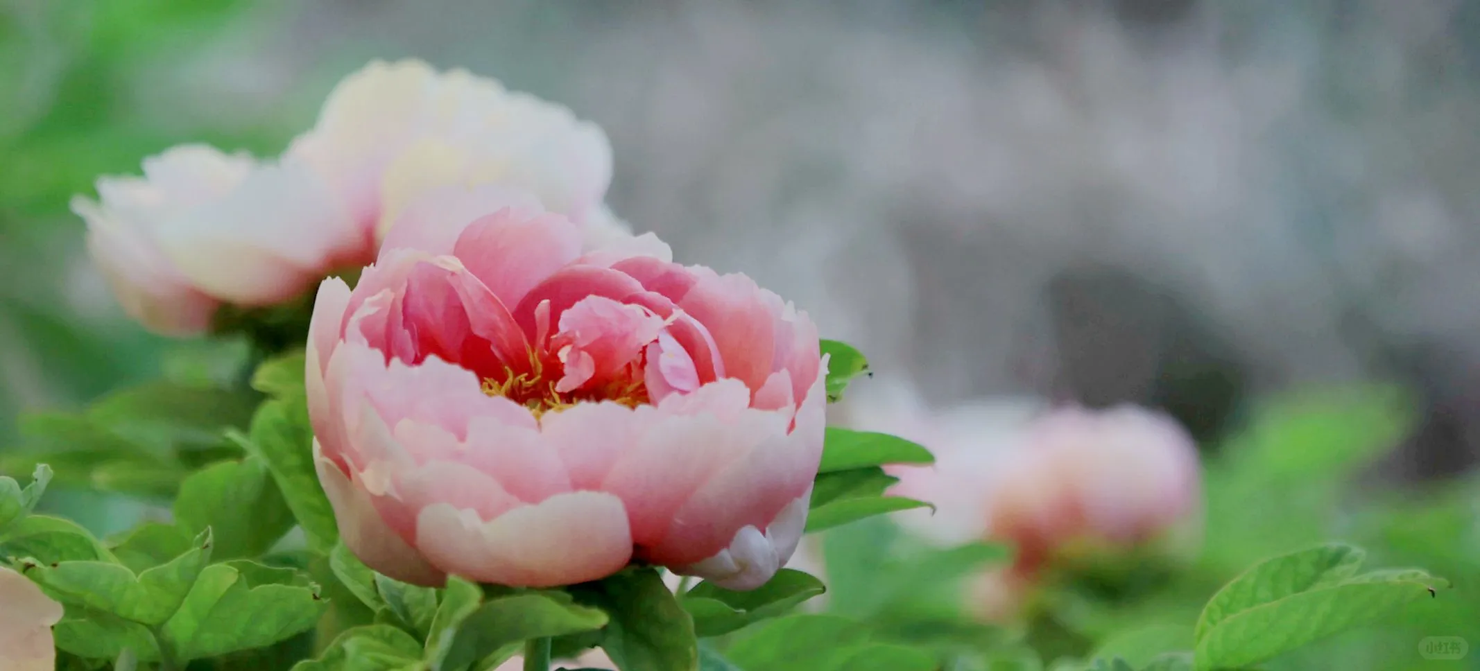 🌸洛阳攻略｜本地人推荐3天2晚玩转全部景